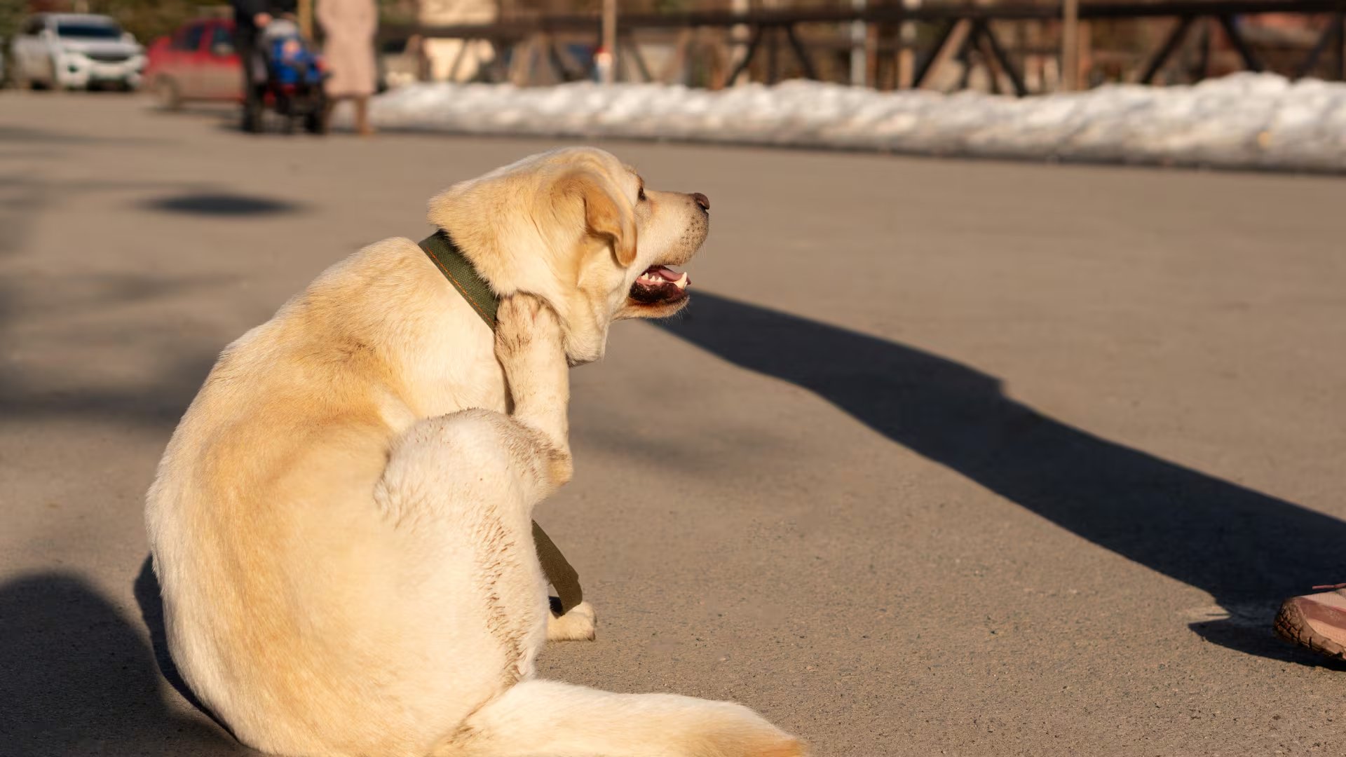 Un perro se rasca detrás de la oreja. (Canva)