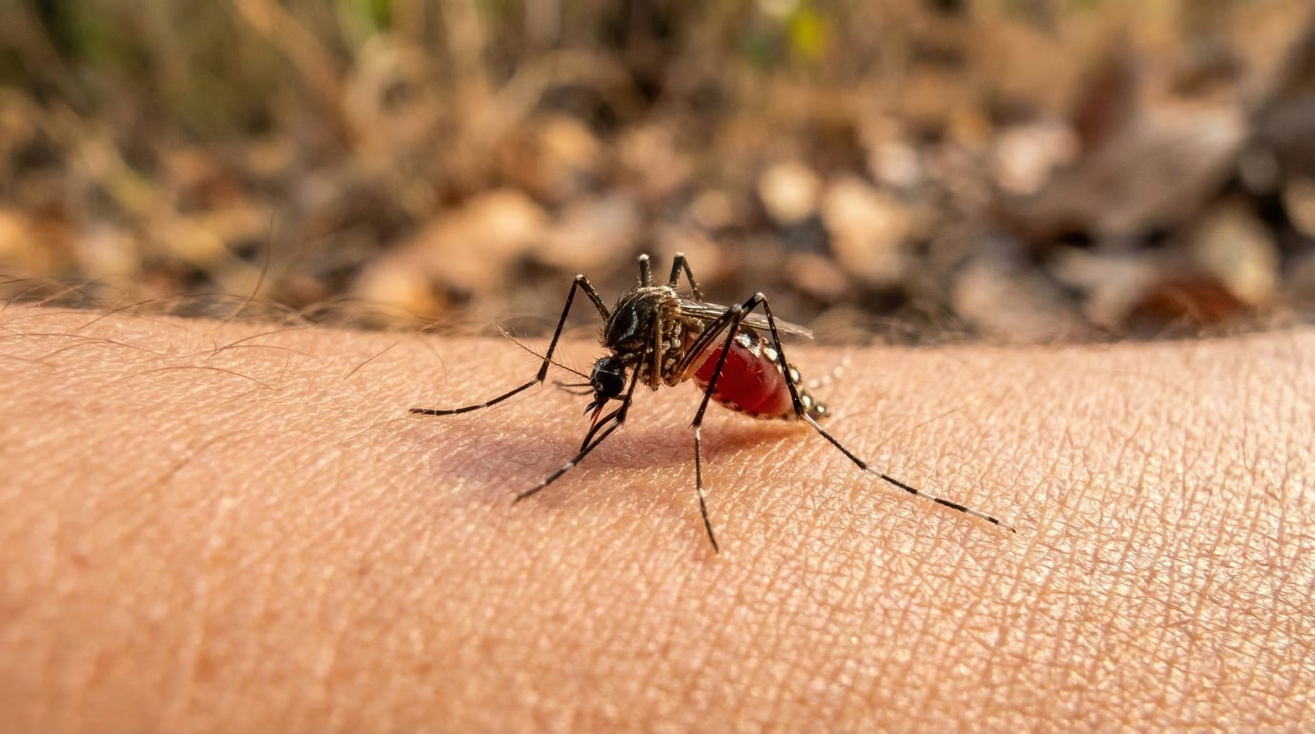 La convivencia cercana con los humanos potencia el potencial de la araña para disminuir poblaciones de mosquitos sin representar riesgos directos para las personas (Imagen Ilustrativa Infobae)