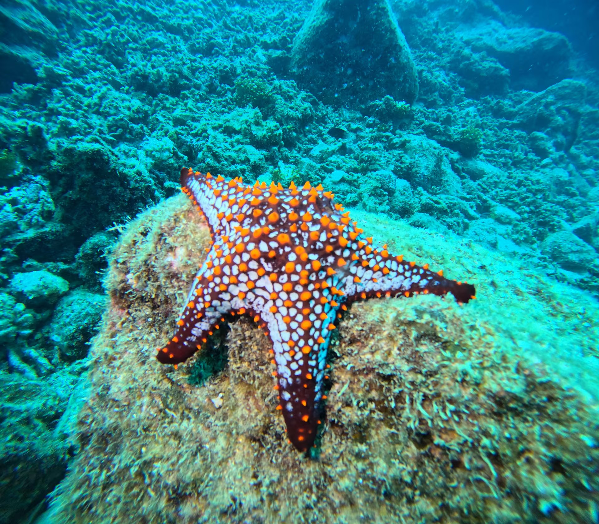 Una estrella de mar sobre un arrecife, contrasta con las aguas turquesas del Acuario del Mundo