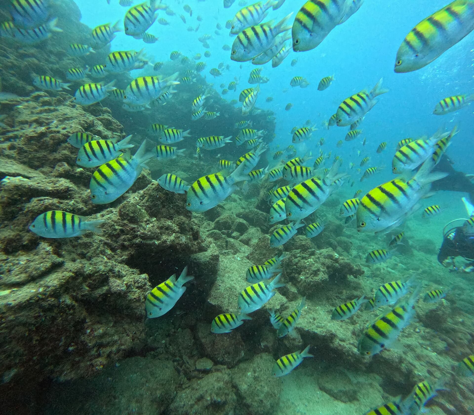 Peces Sargento Mayor (Abudefduf saxatilis), conocidos por sus distintivas rayas negras sobre un cuerpo plateado o amarillento
