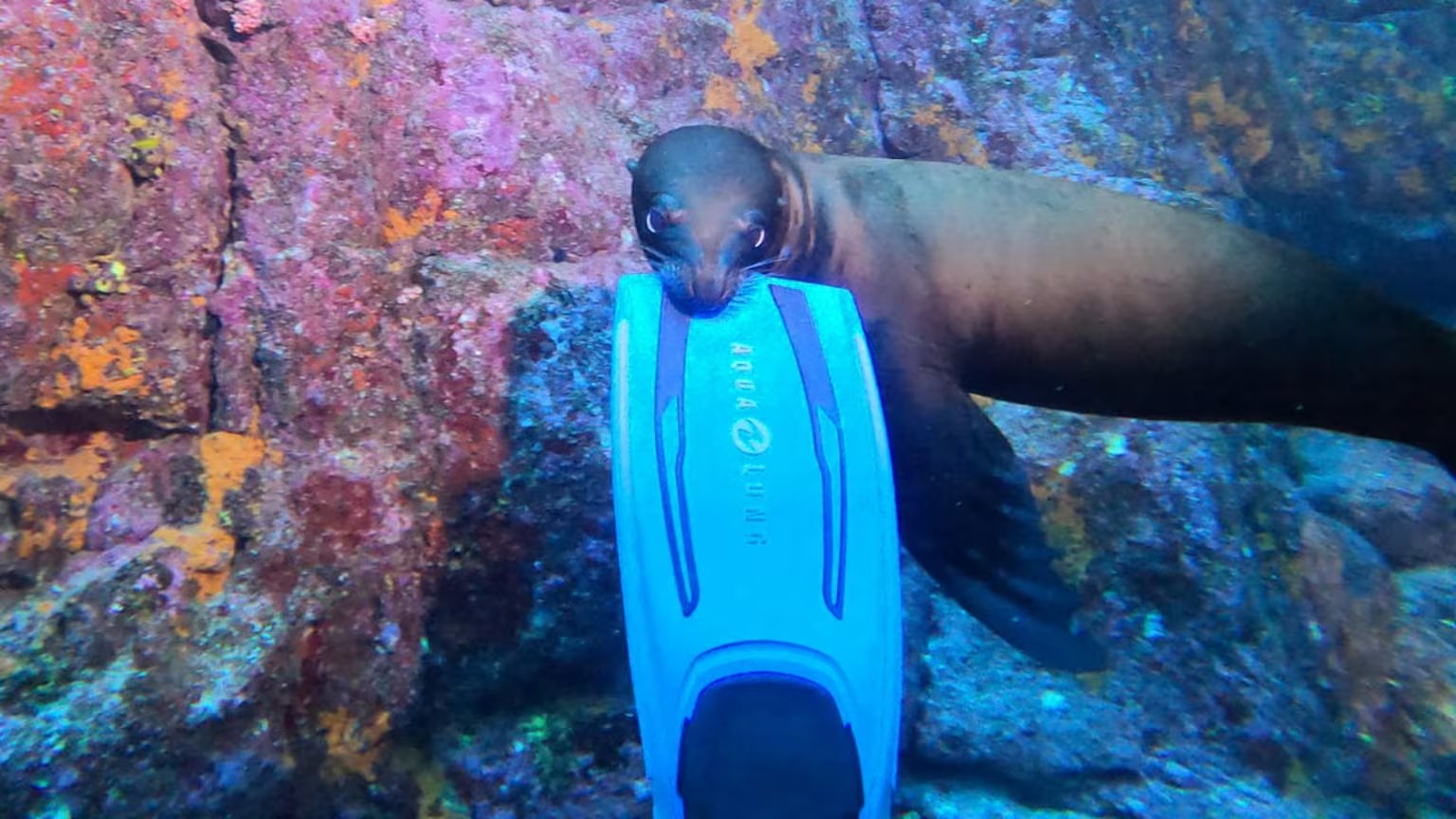 Un lobito de mar y una invitación irresistible