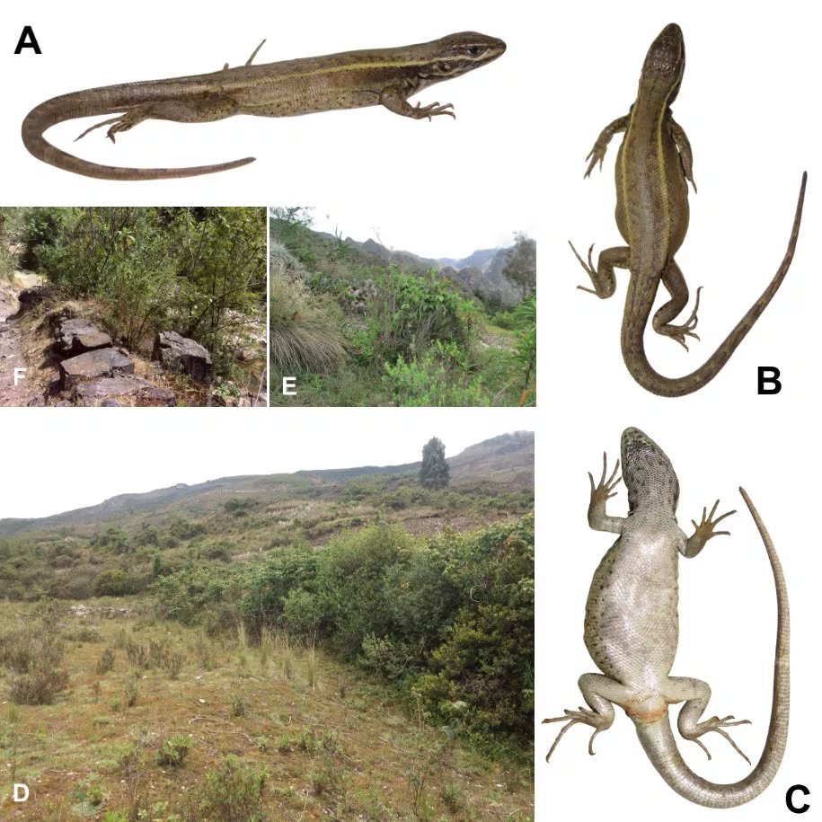 Múltiples vistas de la nueva especie de lagartija andina Stenocercus aguilari junto a imágenes de su hábitat natural en la Cordillera Blanca de Áncash, Perú, donde fue descubierta por investigadores de la UNMSM.