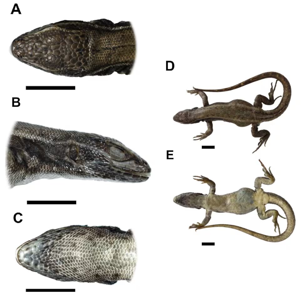 Vistas detalladas de la recién descrita lagartija andina Stenocercus aguilari, hallada por investigadores de la UNMSM en la Cordillera Blanca de Áncash, Perú.
