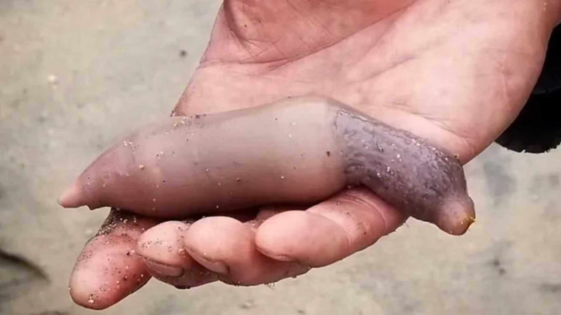 El pez pene, cuyo nombre científico es Urechis unicinctus, no es realmente un pez sino un gusano marino de cuerpo cilíndrico y coloración rosada