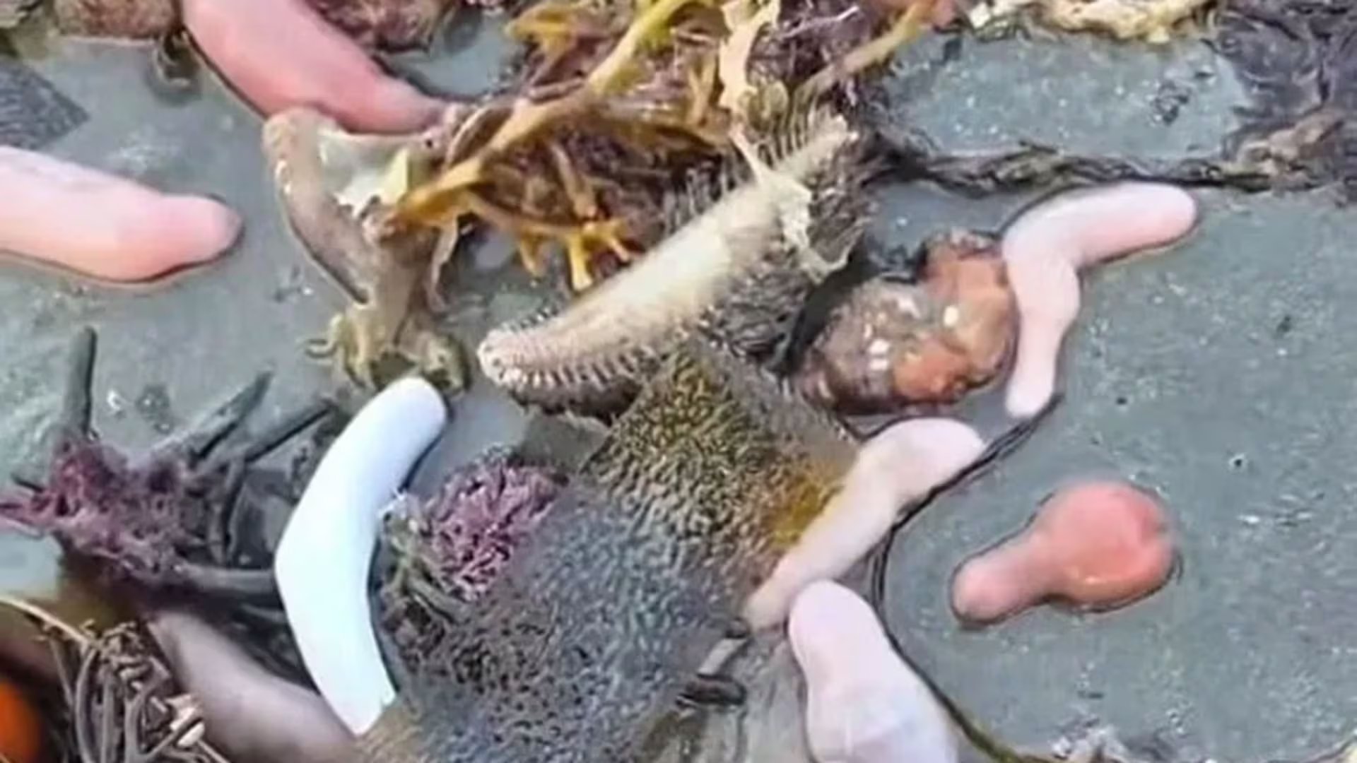 El otro gusano marino que encontraron se lo conoce como 