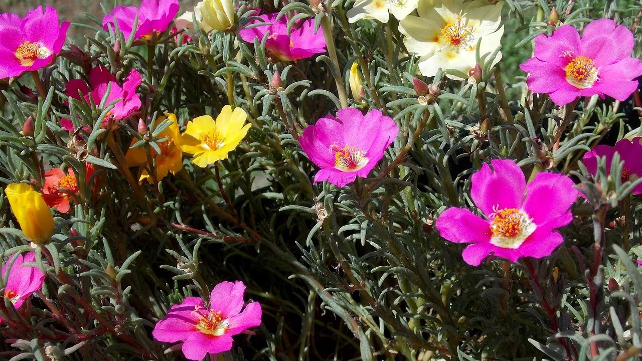 Una opción resistente y vistosa para quienes buscan macetas llenas de flores sin esfuerzo (Pixaby)