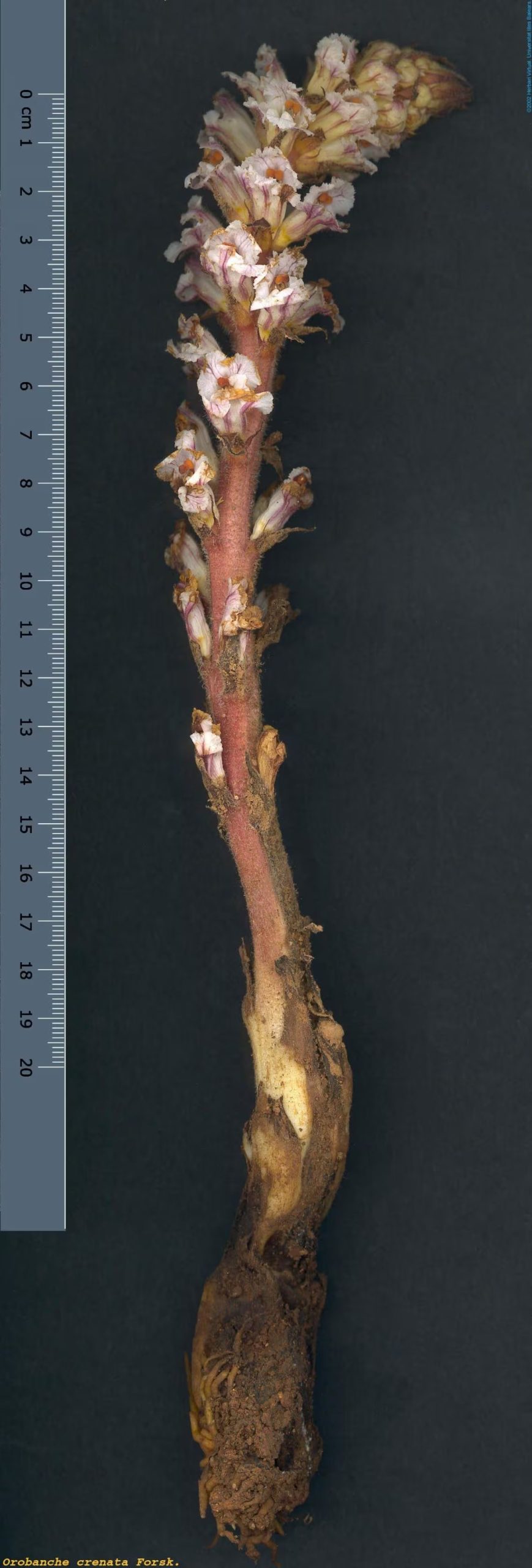 Una Orobanche crenata en tamaño real (Herbari Virtual)