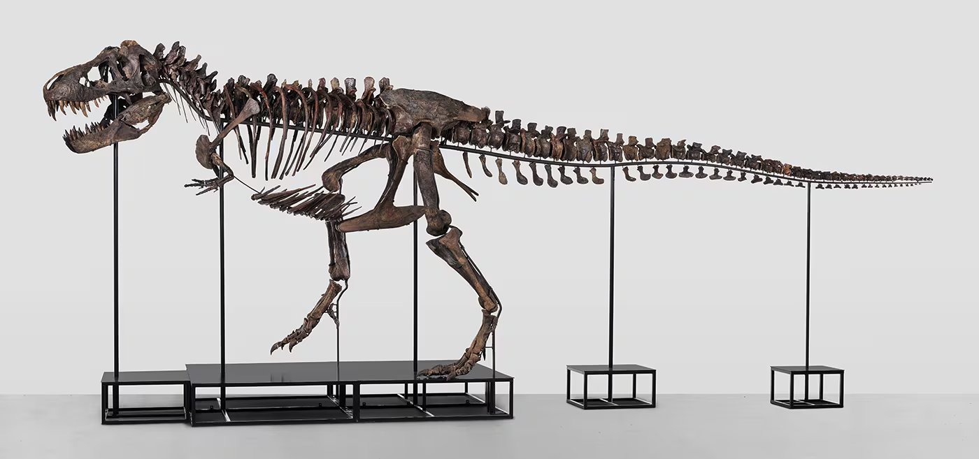 El desarrollo evolutivo permitió al T. rex capturar presas gigantescas usando principalmente su poderosa mordida, haciendo innecesarios los brazos largos