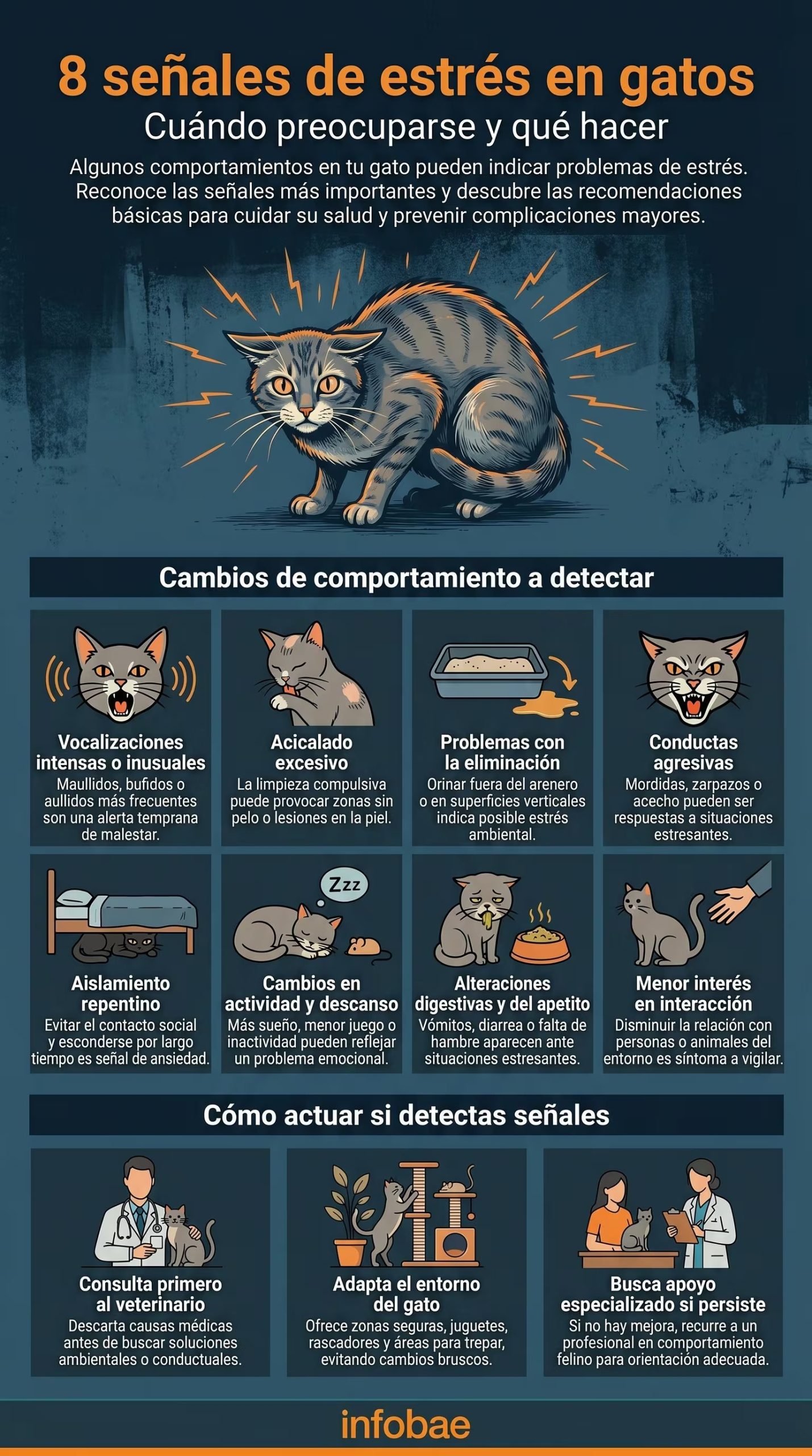 Infografía detallada que muestra ocho comportamientos clave que indican estrés en gatos y qué medidas tomar para su bienestar, incluyendo consulta veterinaria y adaptación del entorno. (Imagen Ilustrativa Infobae)
