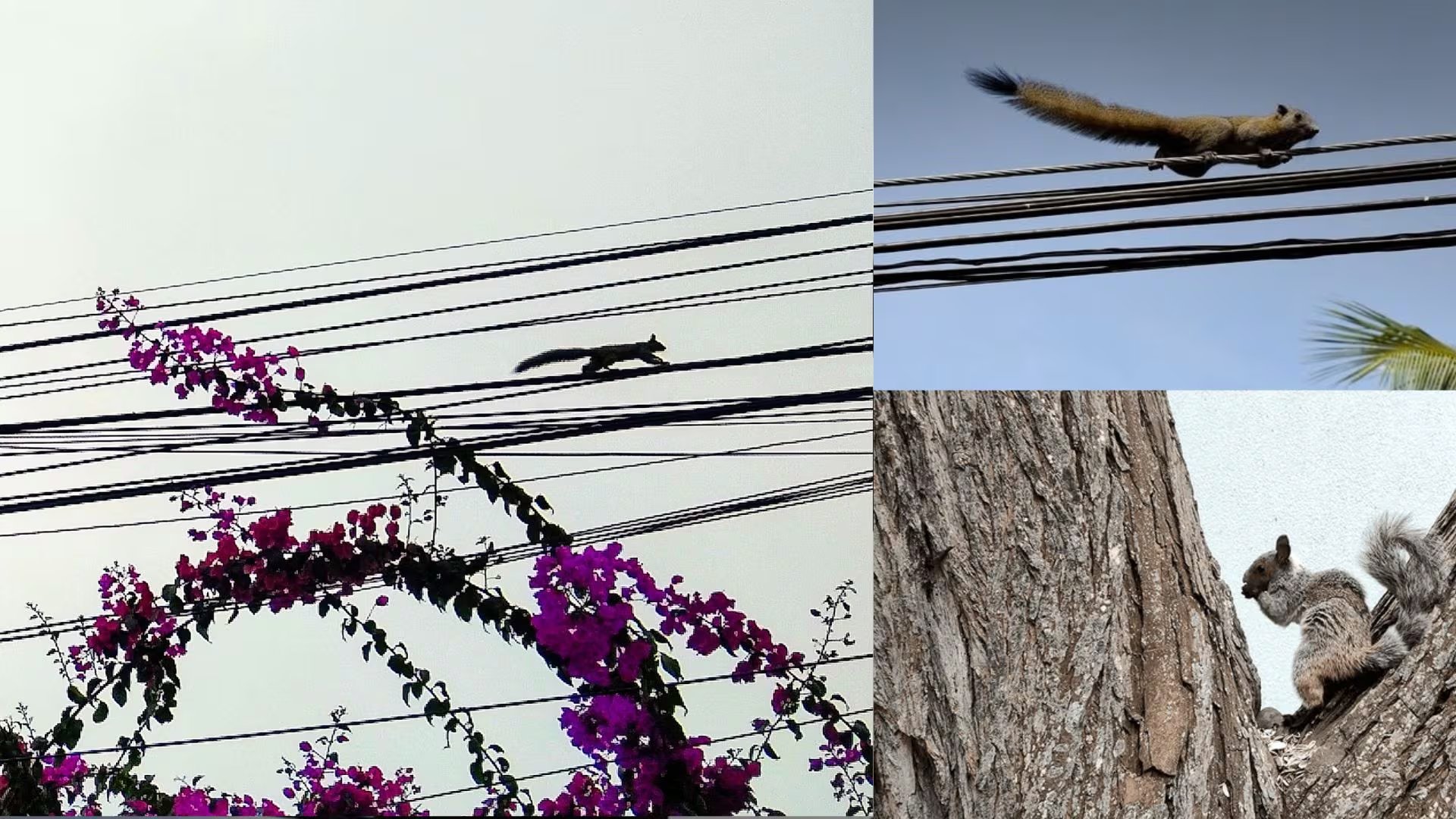 La presencia masiva de ardillas en Lima se originó por el tráfico ilegal de fauna silvestre y la venta como mascotas.