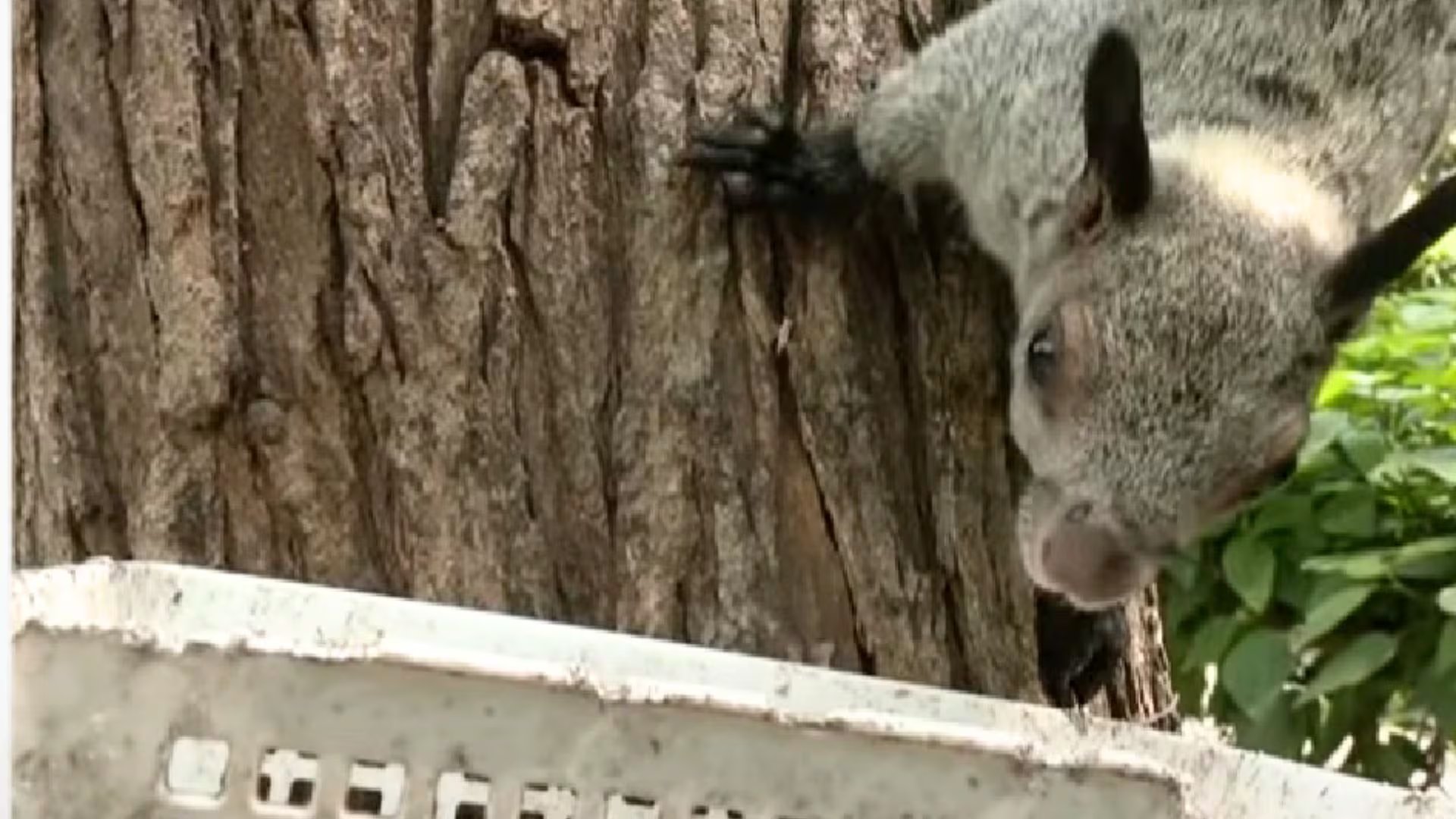Expertos alertan que la población de ardillas en Lima supera el millón de ejemplares y sigue creciendo en espacios urbanos. (Buenos Días Perú)