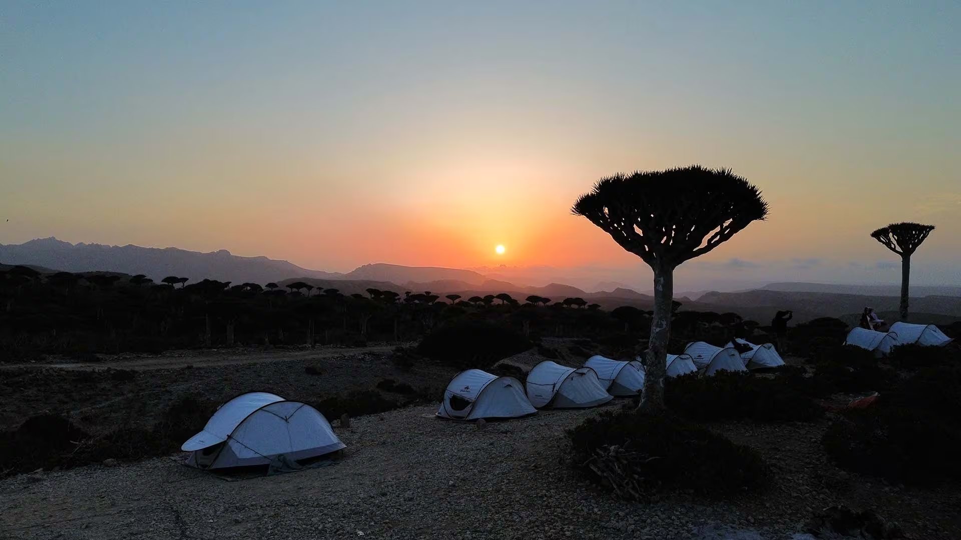 El campamento de los viajeros al pie de dos árboles sangre de dragón