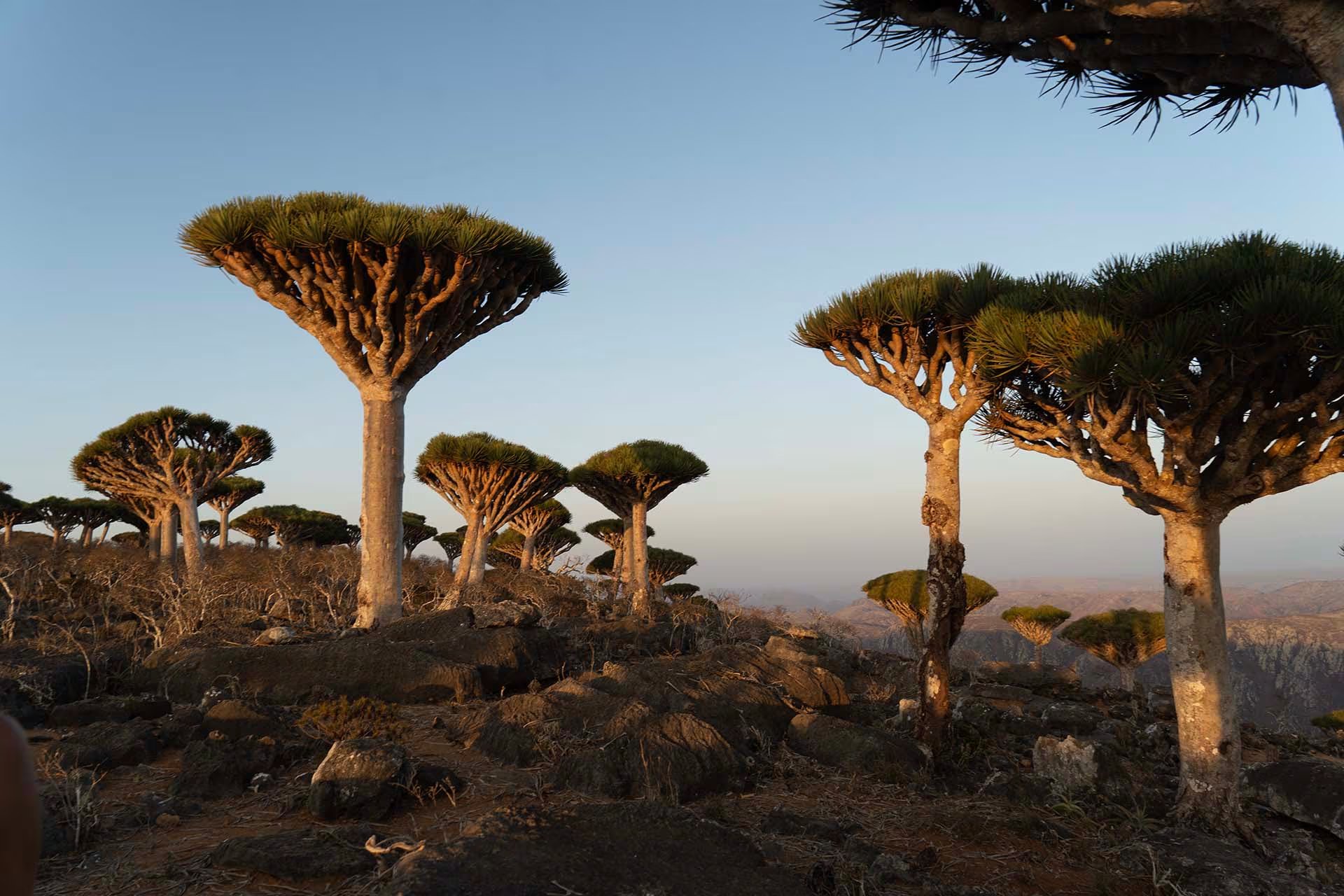 El aislamiento geográfico, el clima riguroso y una geología antigua son los tres factores que los investigadores identifican como responsables de esta vegetación sin equivalente