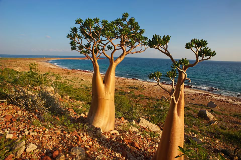 El árbol de sangre de dragón sobrevivió al comercio de sus resinas y a siglos de rutas marítimas (FUNCI)