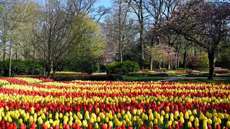 Keukenhof, Ámsterdam es reconocido mundialmente por sus impresionantes campos de tulipanes y su vibrante mar de colores en primavera (REUTERS/Piroschka van de Wouw)