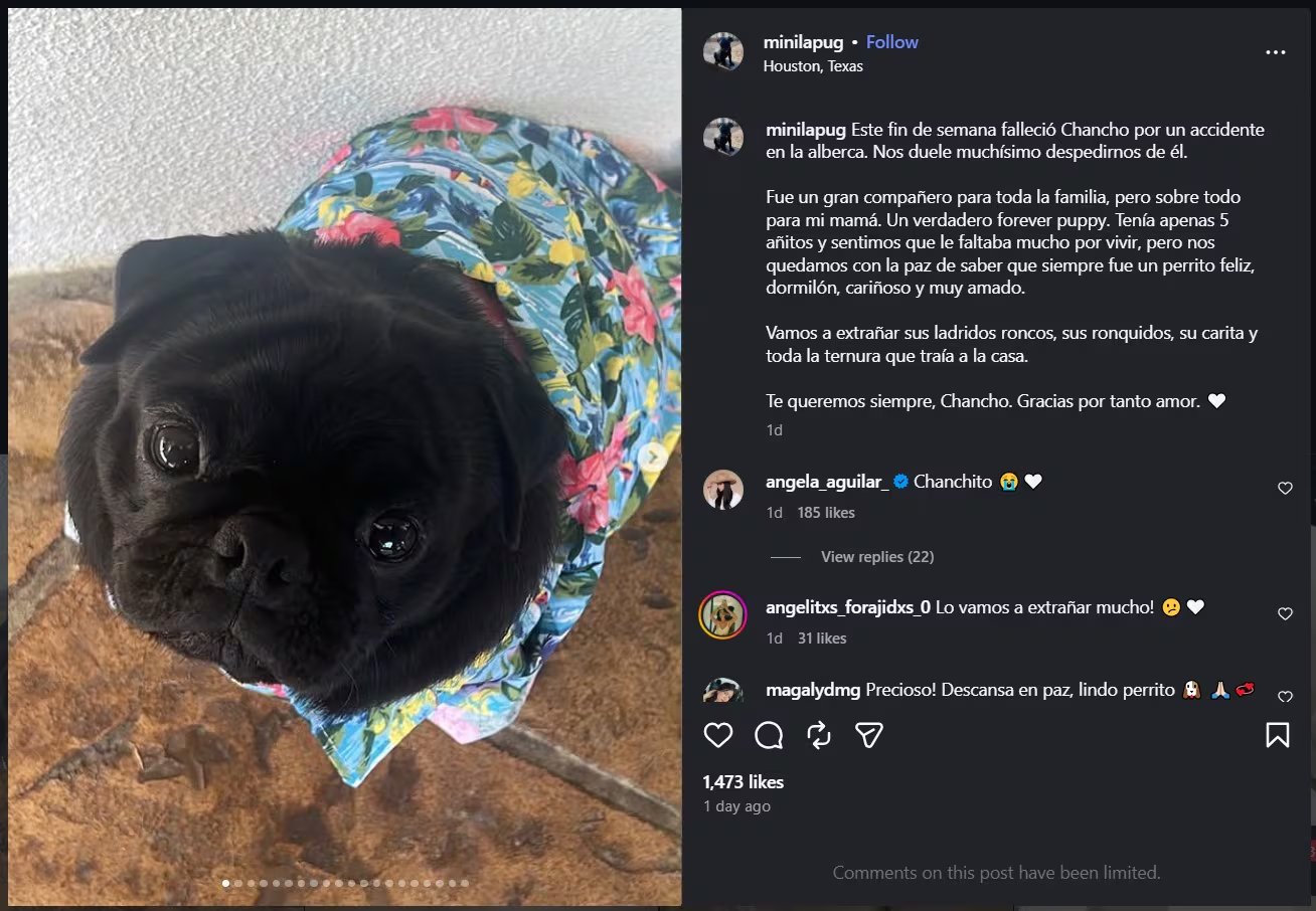 La familia Aguilar lamenta la muerte de Chancho, su popular perrito pug negro, tras un accidente en la alberca de su hogar (IG)