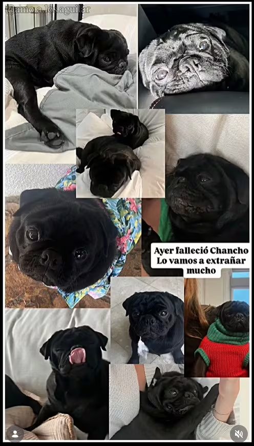 La conexión especial entre la familia Aguilar y sus mascotas quedó de manifiesto ante la despedida al pug Chancho (IG)