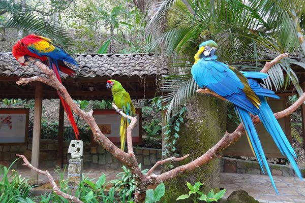 Existen 17 especies reconocidas de guacamayos, como la guacamaya azul y amarilla, la guacamaya roja y la guacamaya jacinto, la de mayor tamaño (Foto: Cortesía)