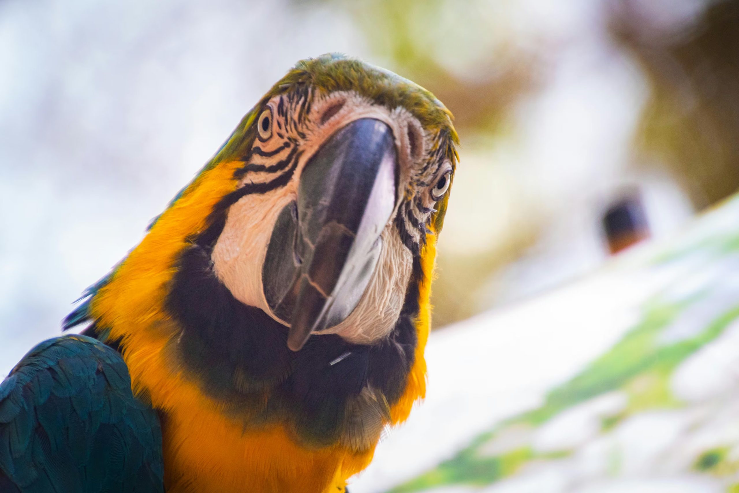 Varias especies de guacamayos están en peligro de extinción, por lo que la conservación y la protección de los bosques tropicales son esenciales para su supervivencia (Pexels)