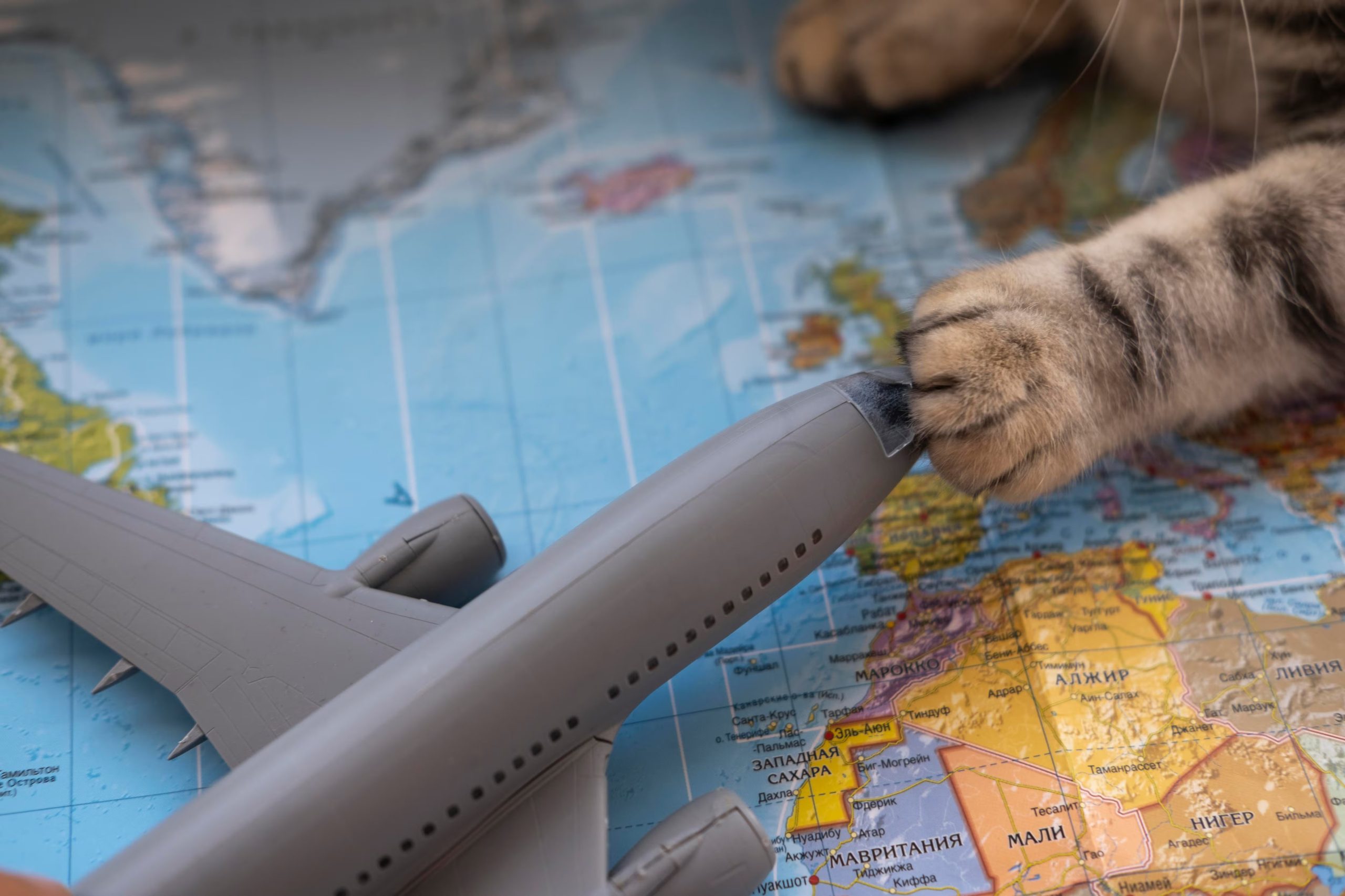En la Unión Europa y otros países algunos animales pueden viajar en cabina. (Freepik)