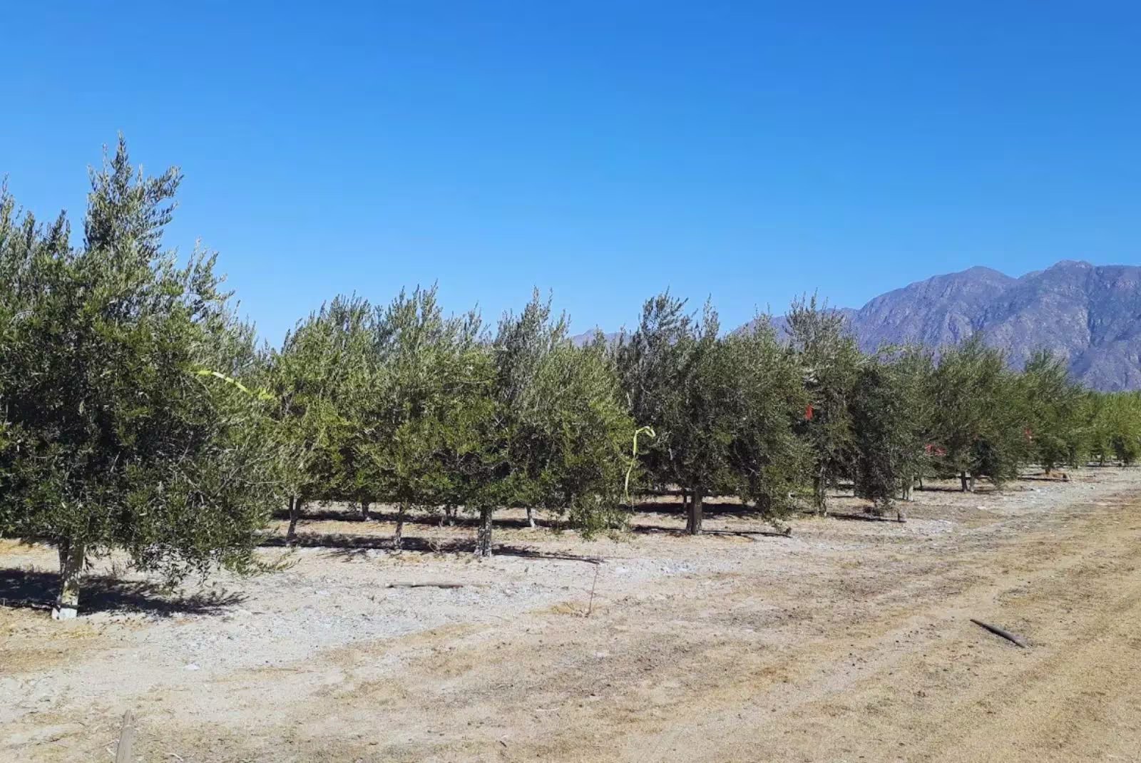En muchas de estas regiones semiáridas, la disponibilidad de agua superficial es limitada, lo que incrementa la dependencia de fuentes subterráneas. (inta)