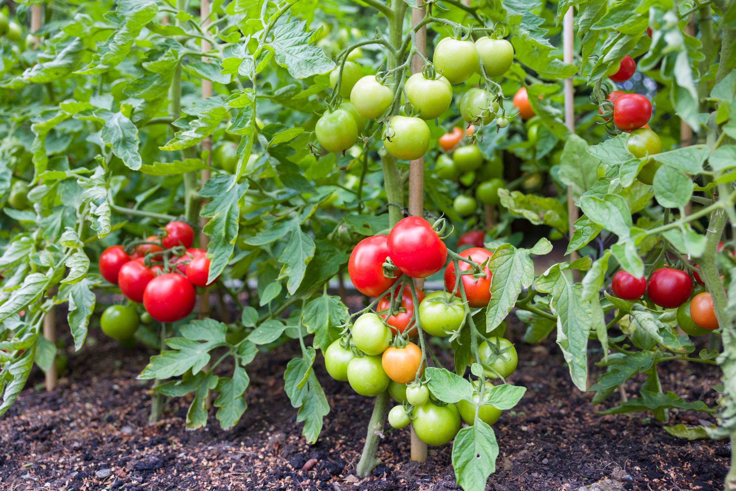 En los sistemas hortícolas intensivos este tipo de estrategias permite disminuir el uso de productos químicos y fortalecer la salud biológica del suelo.
Planta de tomate. (Adobe Stock)