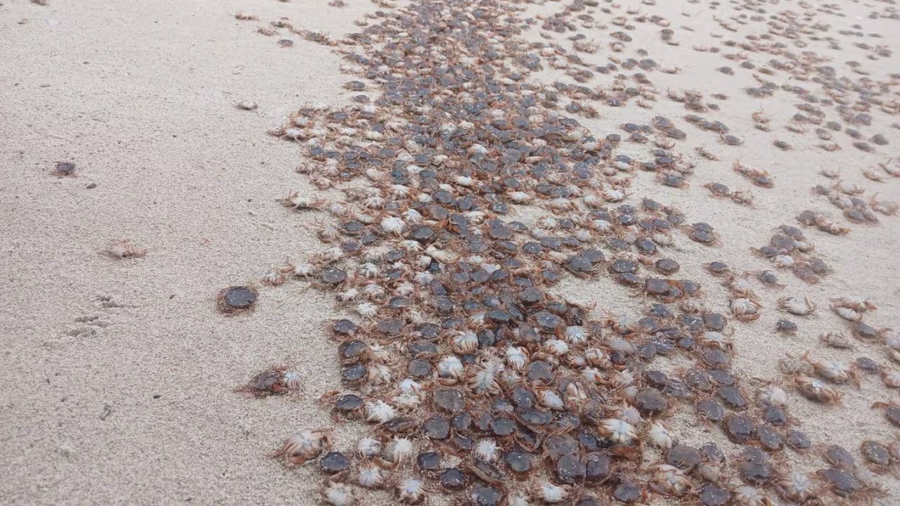 Miles de cangrejos patudos llegan a las costas de las Islas Atlánticas. (Parque Nacional das Illas Atlánticas de Galicia)