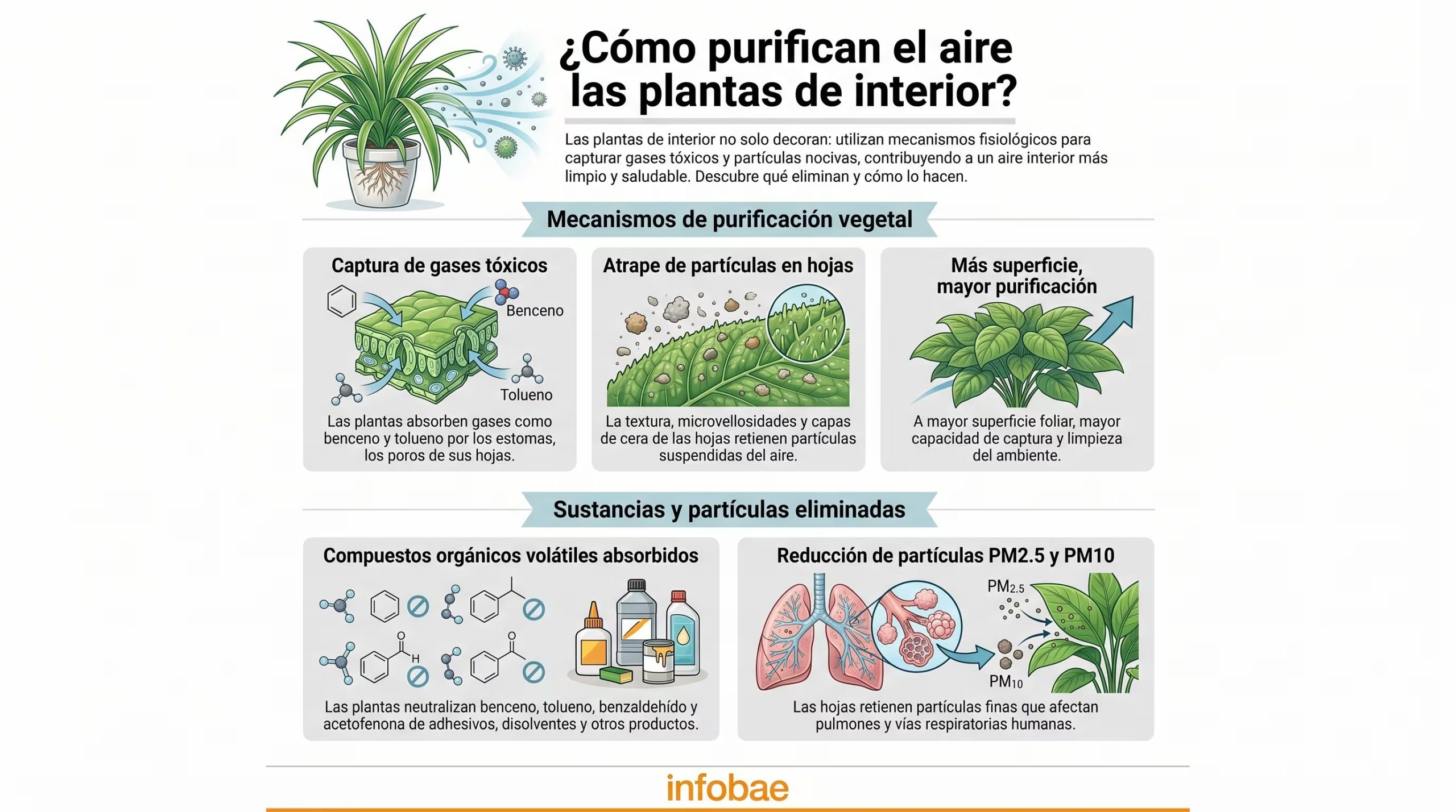 Esta infografía ilustra los complejos mecanismos fisiológicos por los cuales las plantas de interior absorben gases tóxicos como benceno y tolueno, y retienen partículas finas PM2.5 y PM10. (Imagen Ilustrativa Infobae)