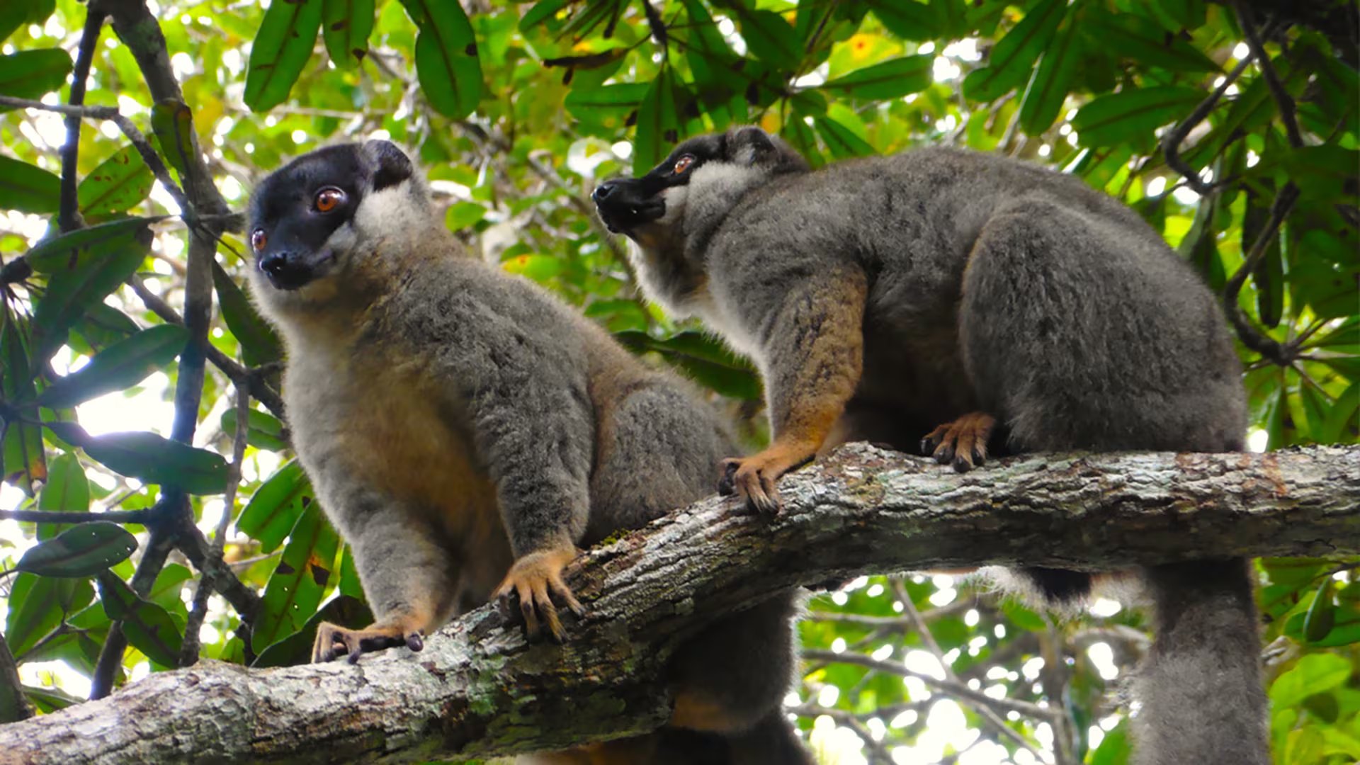 Expertos señalan que el juego entre especies es frecuente en animales con estructuras sociales complejas y avanzadas