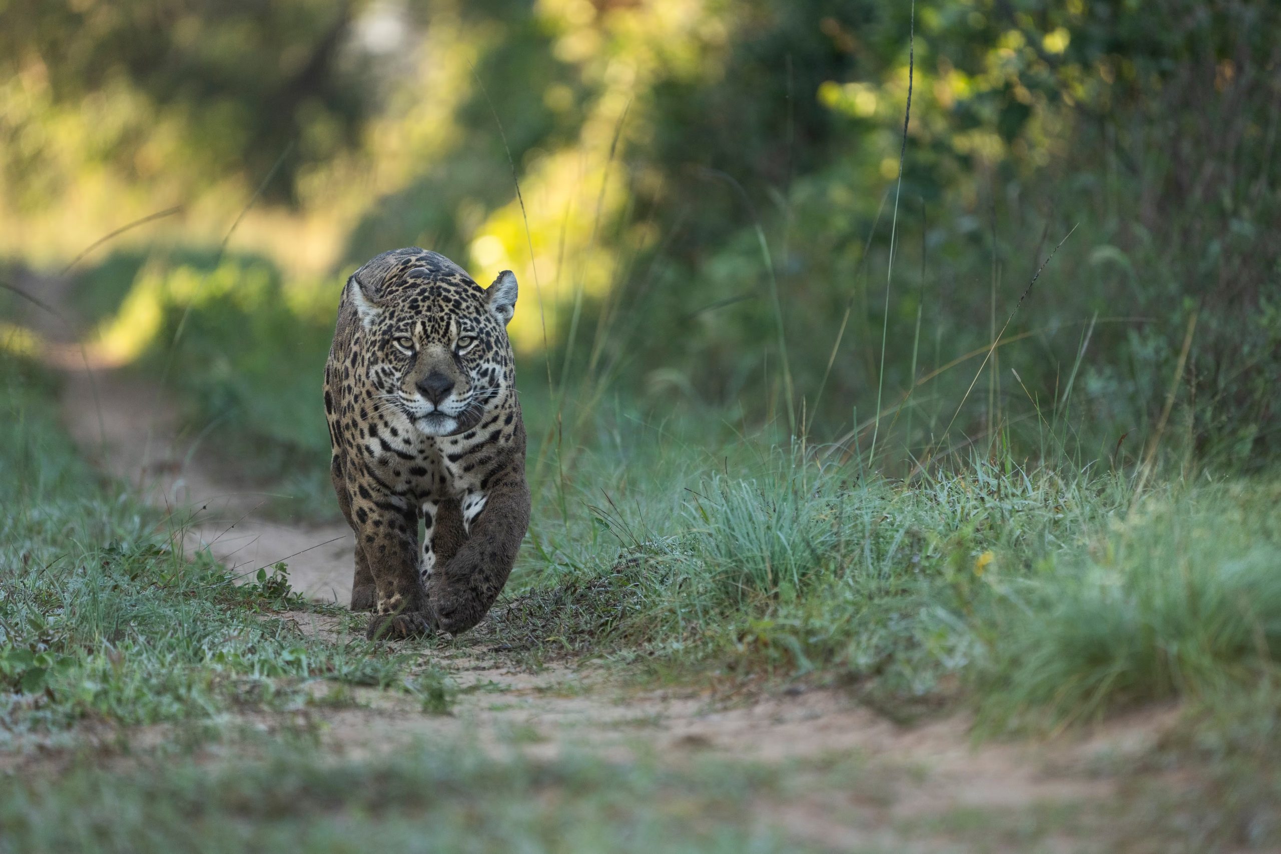 El caso del Parque Nacional Iberá ilustra cómo la reintroducción de especies clave como el jaguar revitaliza ecosistemas y captura carbono de forma efectiva (Créditos: Gentileza Sebastián Navajas)