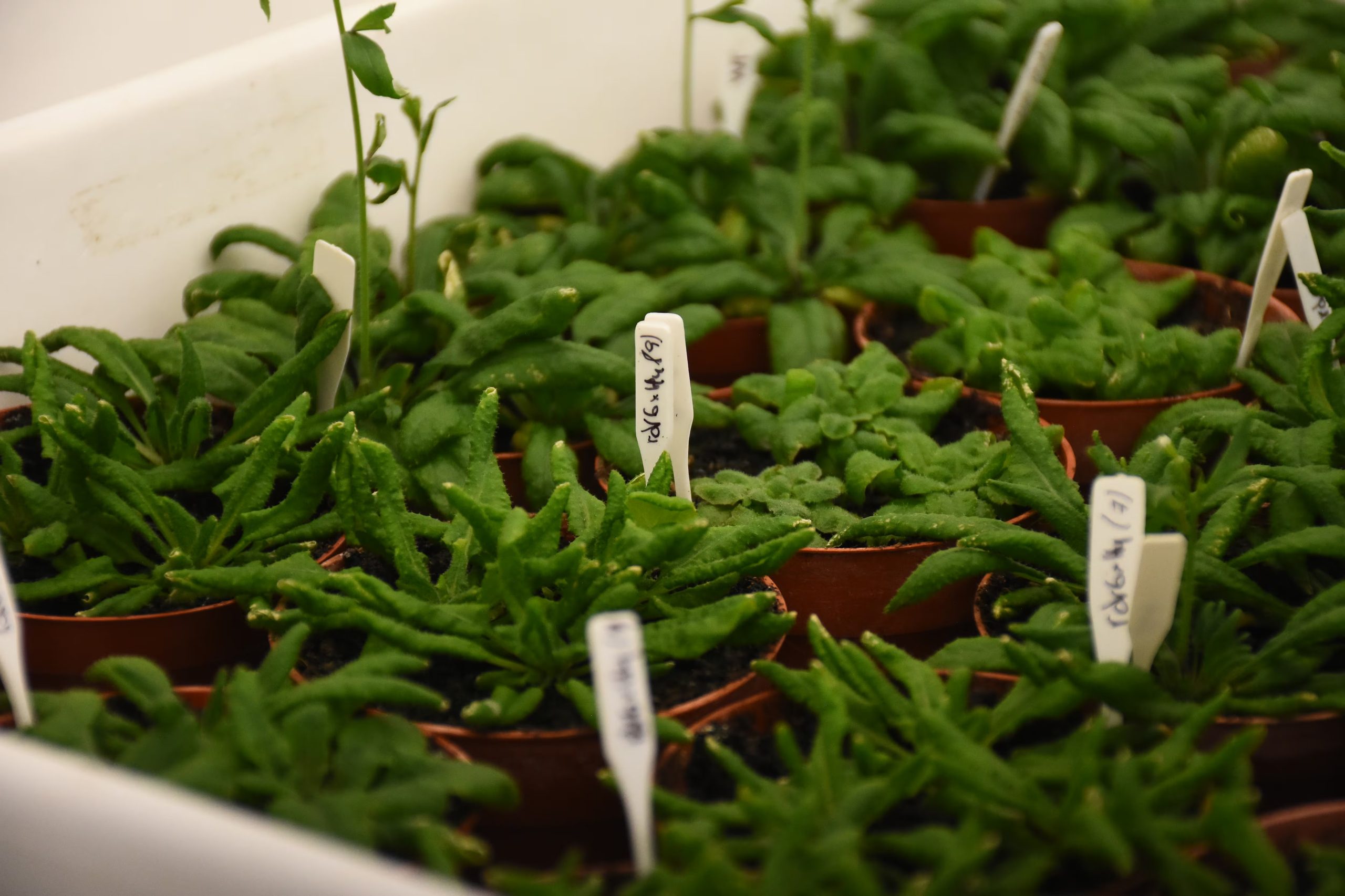 La biotecnología agrícola argentina se consolida en la escena internacional gracias a los descubrimientos de Chan, impactando en la innovación y la seguridad alimentaria global