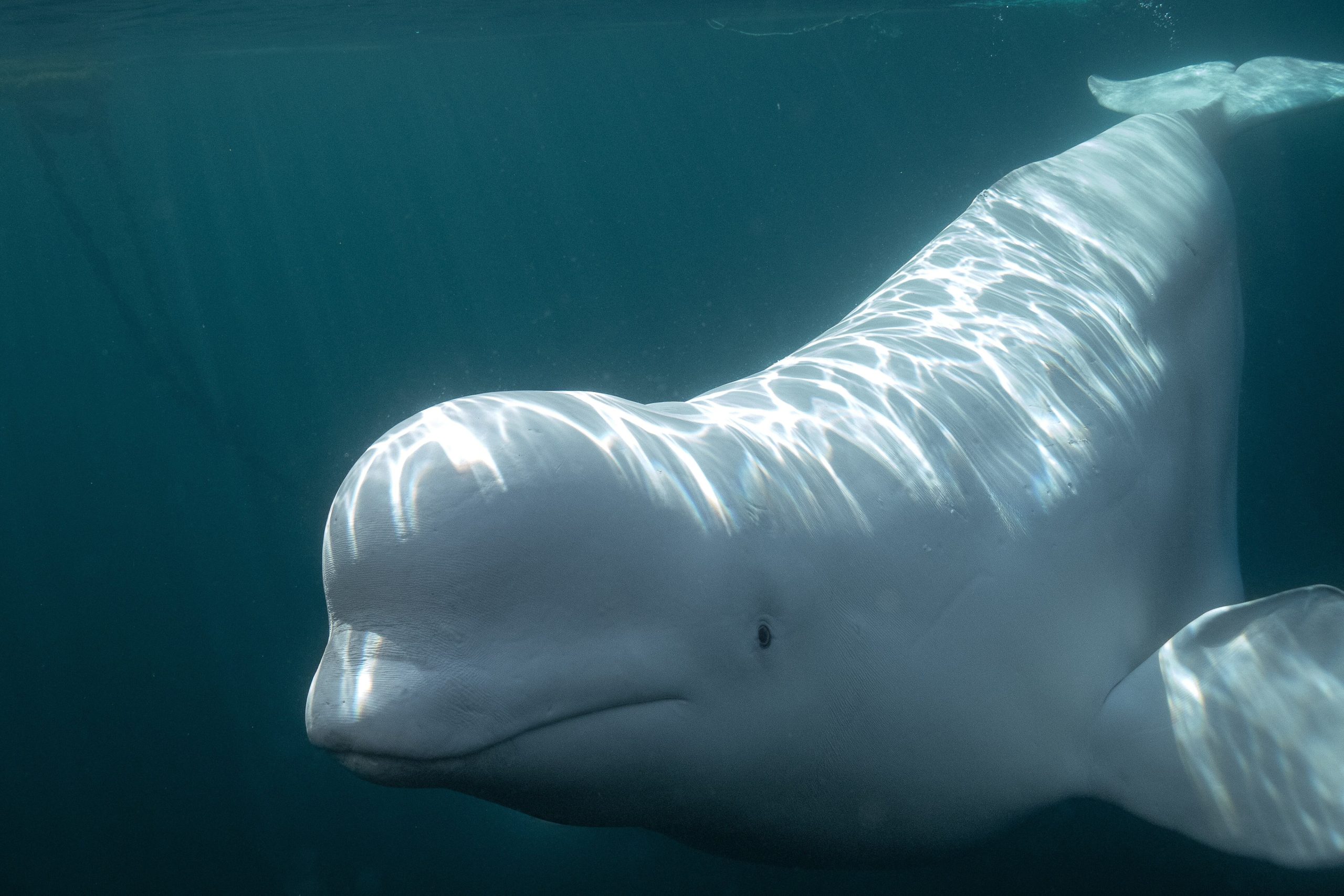 El análisis detallado de los comportamientos de belugas ante el espejo mostró respuestas individuales, desde la indiferencia hasta la exploración activa de su reflejo corporal (Crédito: Marine Mind/Abigail Carleen Dahl.)
