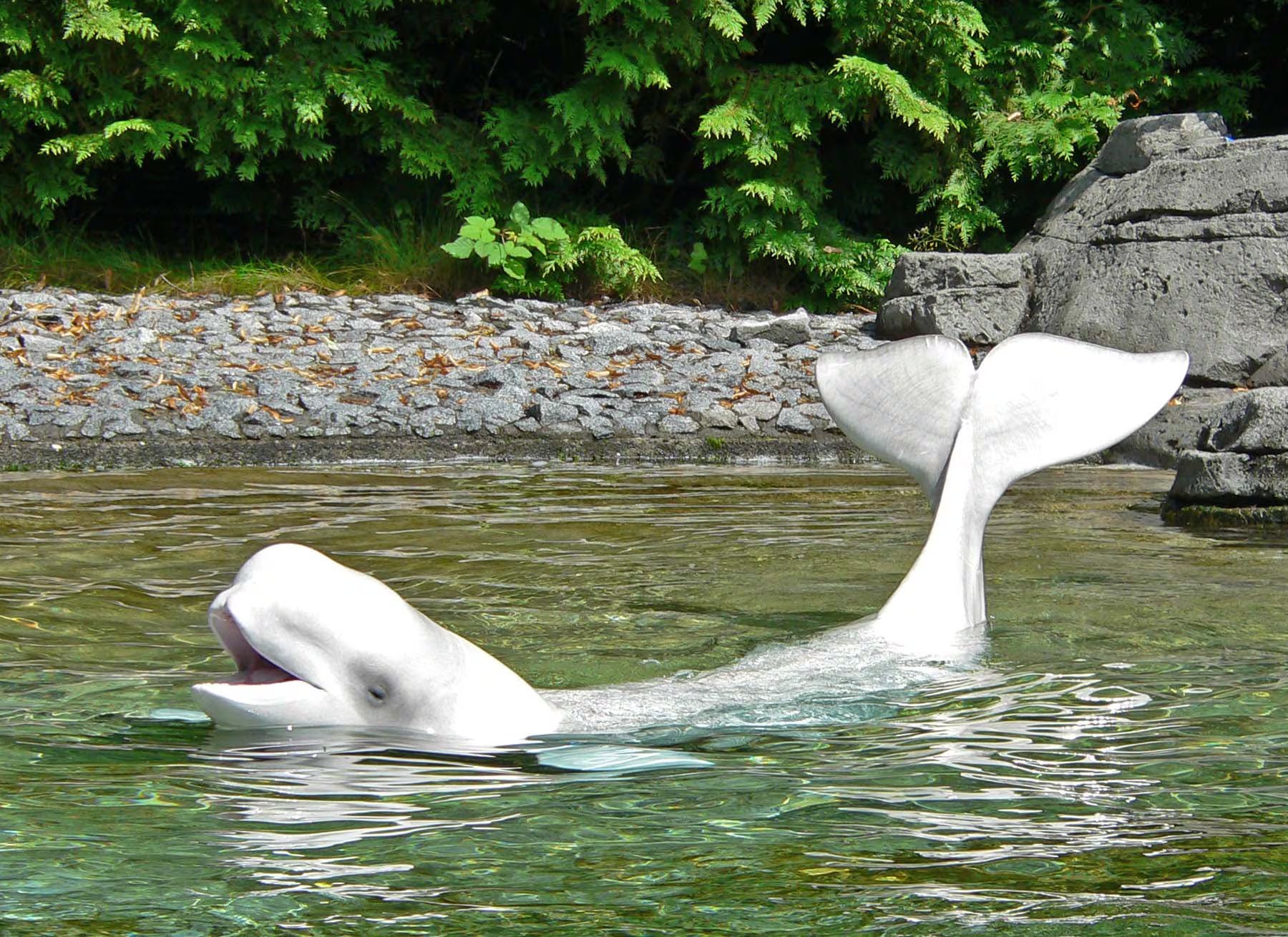 Investigadores concluyen que la conciencia propia en belugas no es universal, pero su descubrimiento abre puertas a nuevas investigaciones sobre la evolución cognitiva en mamíferos marinos 

Crédito: (Stan Shebs/ Wikimedia)