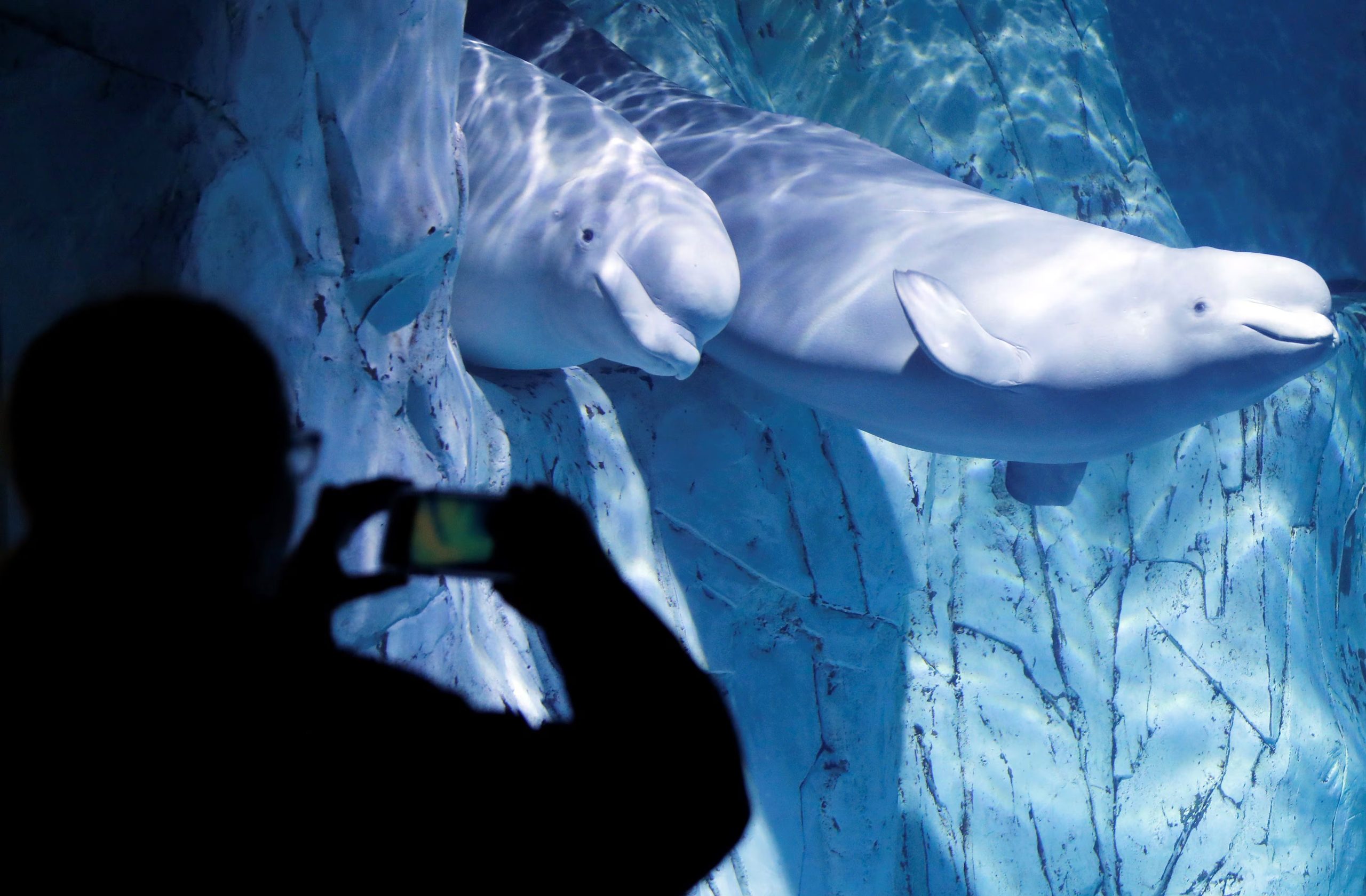 Los avances en la comprensión de la autopercepción de belugas refuerzan la importancia de su conservación y promueven la empatía hacia esta especie de ballena blanca (EFE/Kai Försterling)

