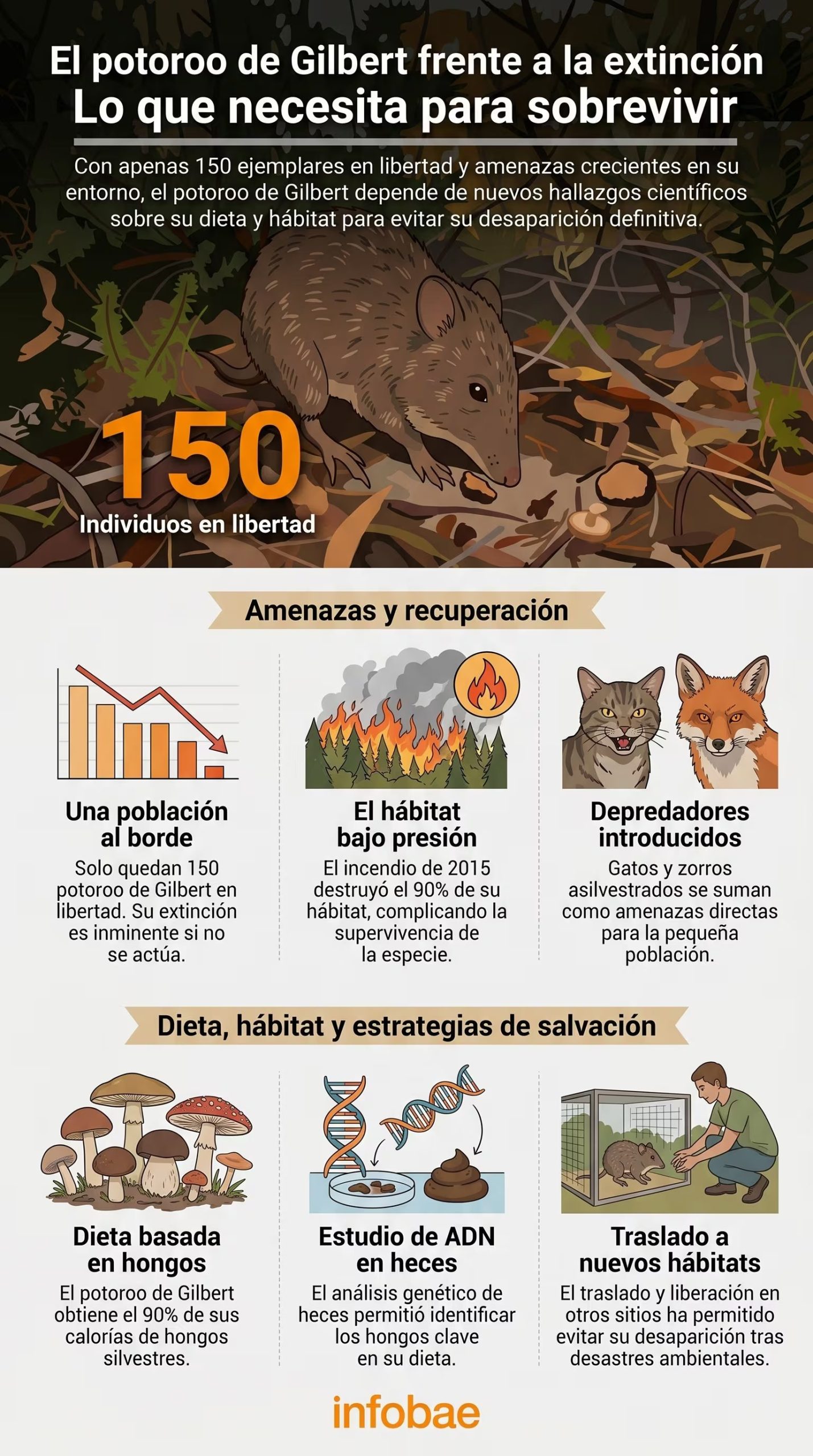 Esta infografía detalla las amenazas del potoroo de Gilbert y las estrategias científicas para su supervivencia, incluyendo su dieta y la importancia de su hábitat (Imagen Ilustrativa Infobae)