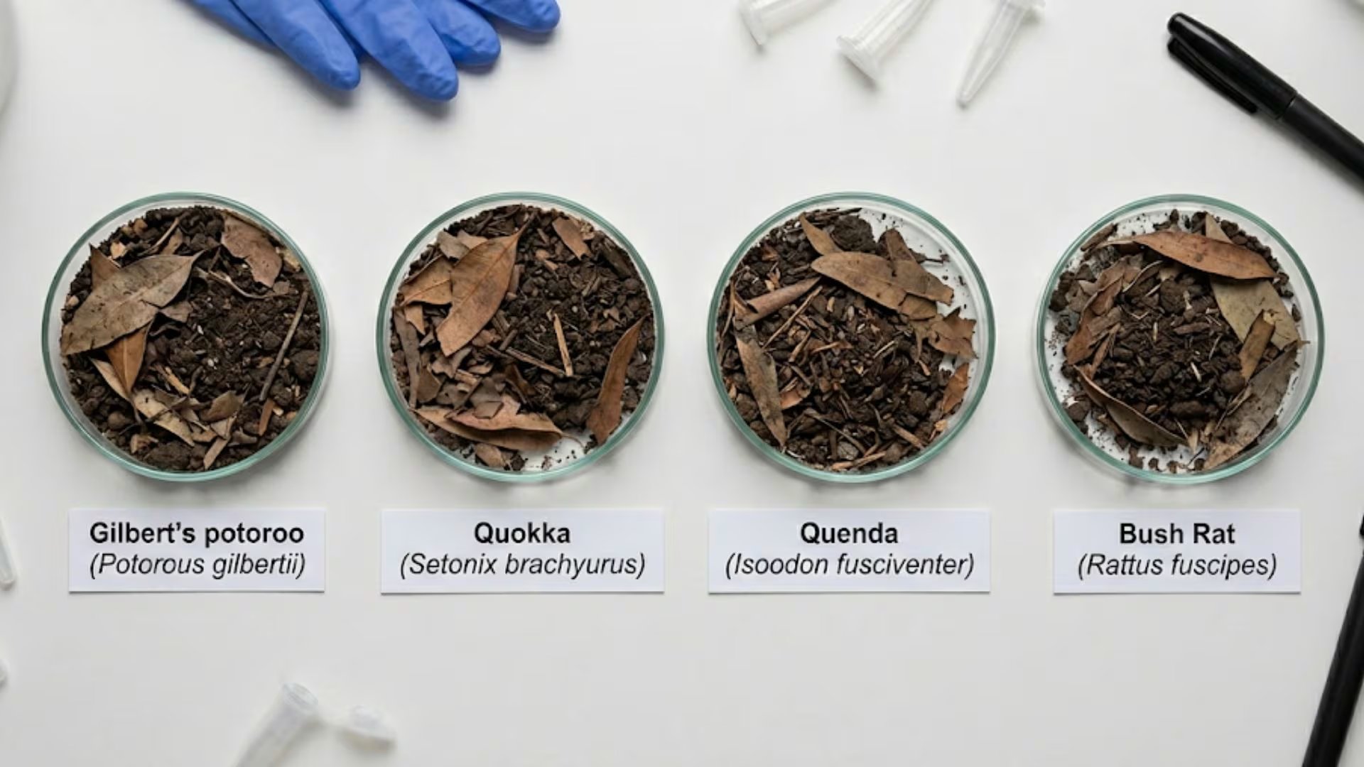 La técnica de metabarcoding aplicada por el equipo científico permitió comparar la alimentación del potoroo de Gilbert con otros mamíferos micófagos australianos (Imagen Ilustrativa Infobae)