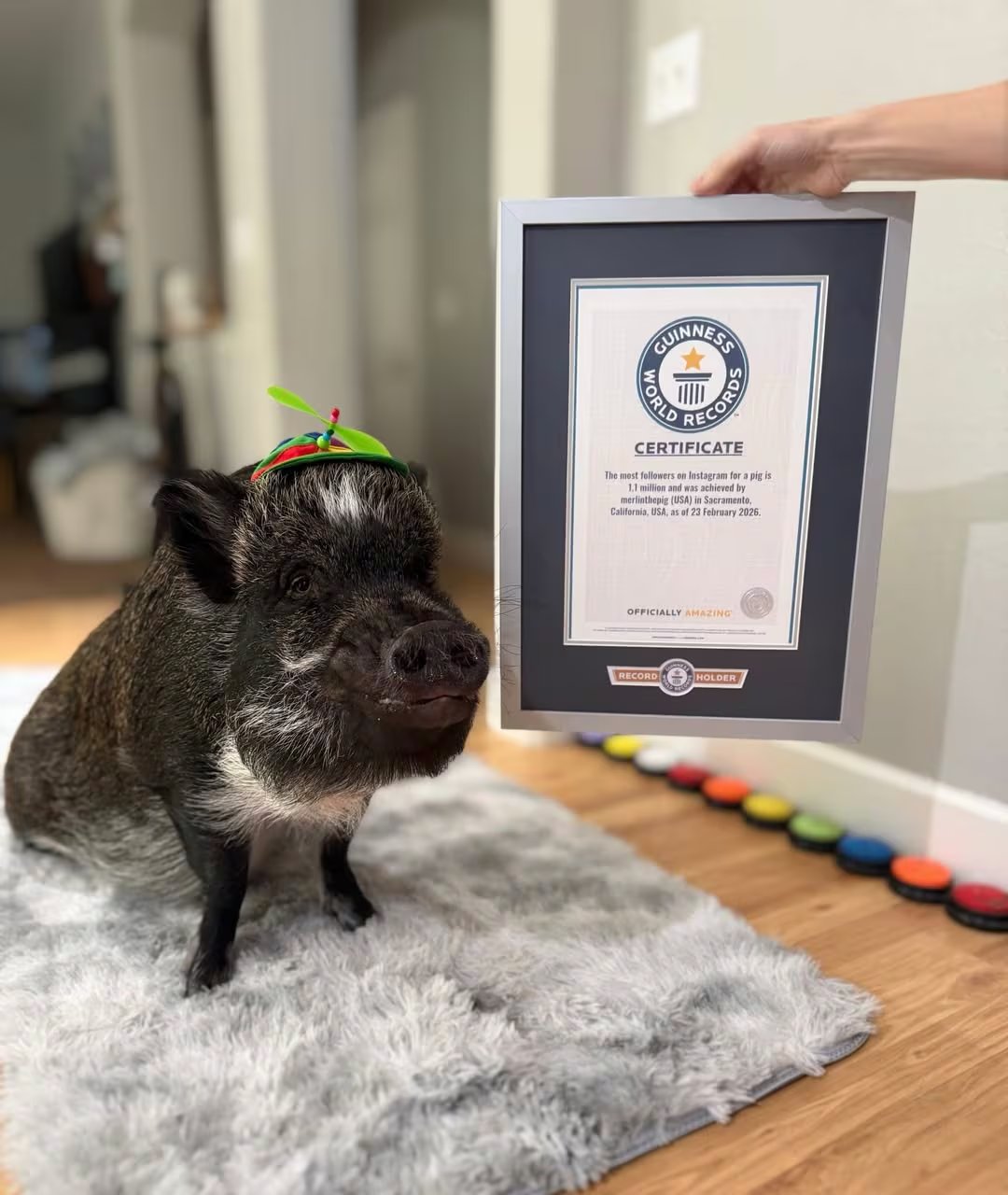 La cuenta @merlinthepig en Instagram superó 1,2 millones de seguidores, logrando el Guinness World Record al cerdo con más seguidores en la red (Instagram/@merlinthepig)