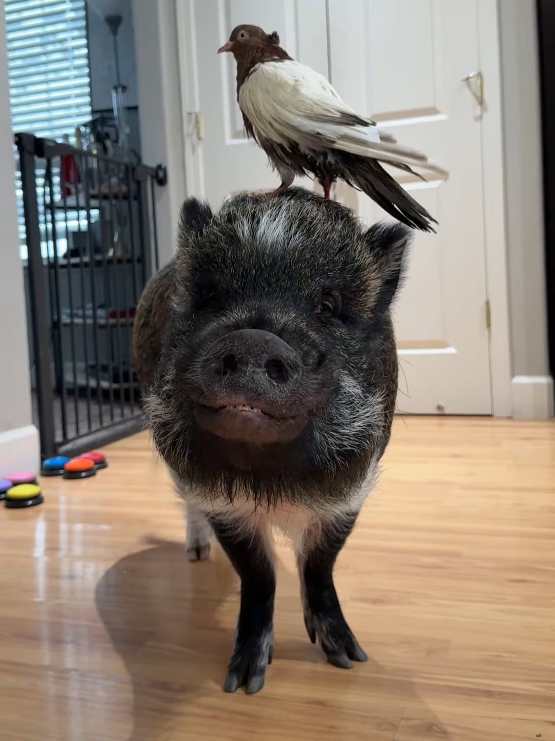 La convivencia de Merlin con perros, aves y otros animales rescatados destaca la diversidad y el bienestar animal en el hogar (Instagram/@merlinthepig)