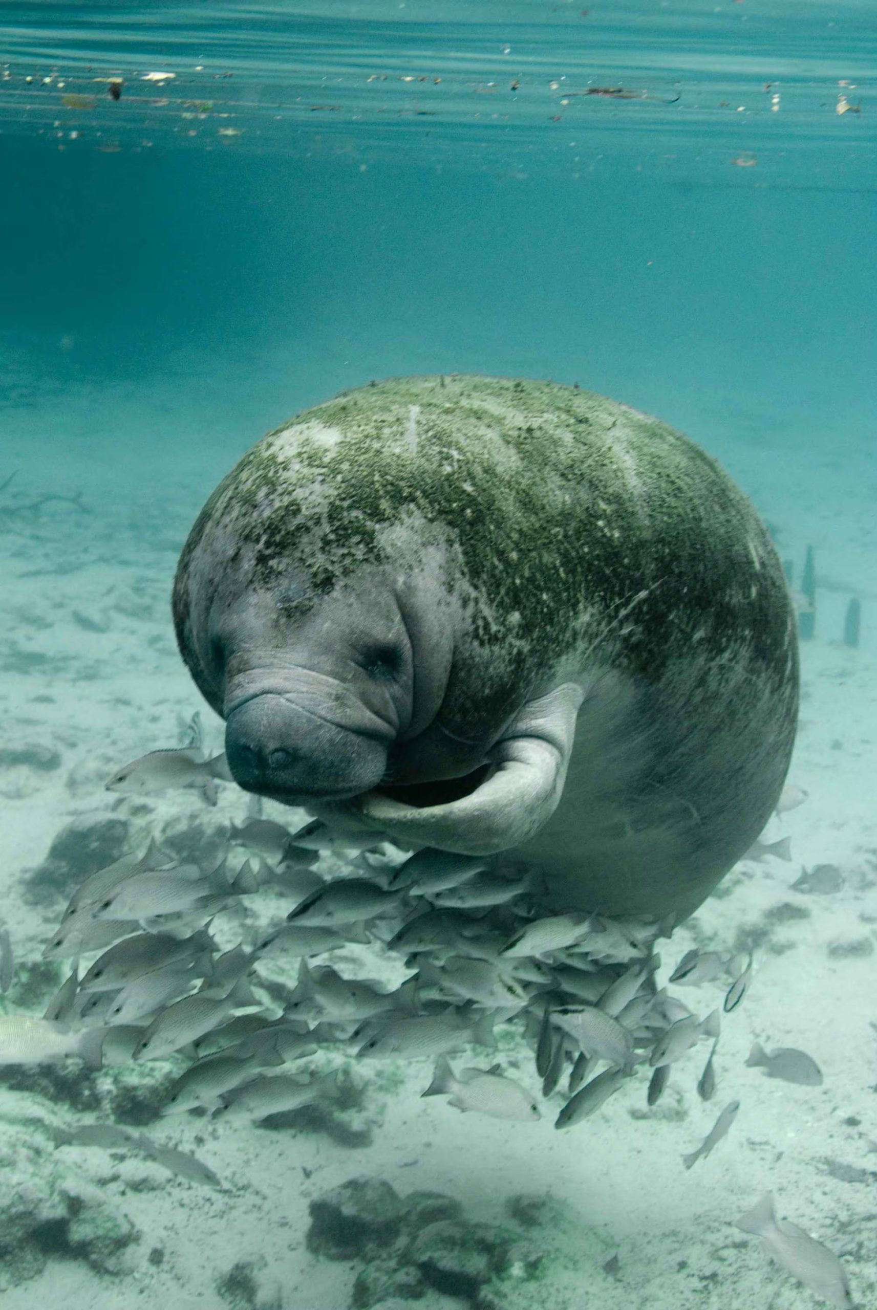 Primer plano submarino de un manatí (Trichechus manatus latirostris) (2013. DP)