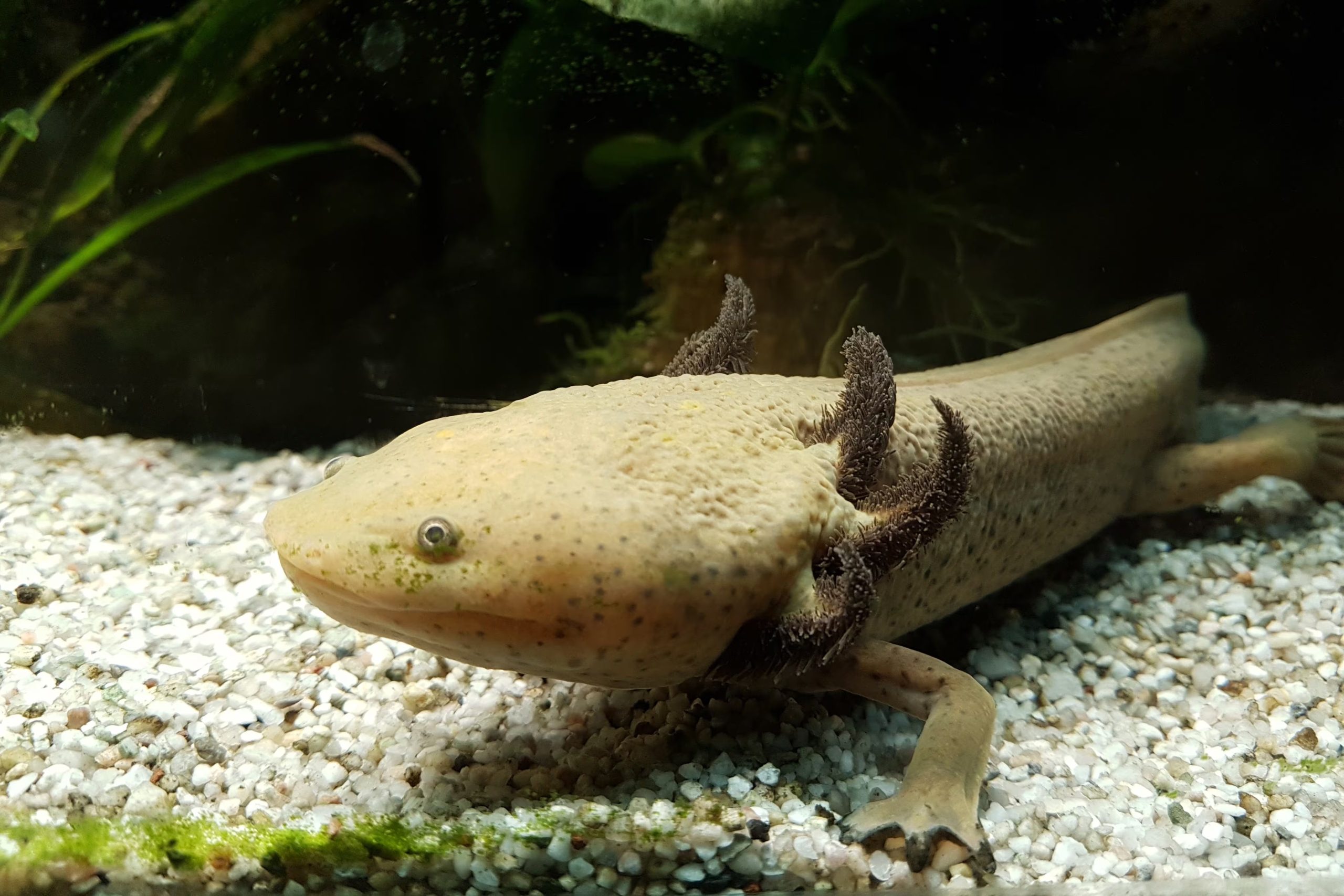 Ambystoma dumerilii Achoque, Ajolote de Pátzcuaro (en el vivarium del Jardín Botánico de París). (Claude Humbert. CC BY-SA 4.0)