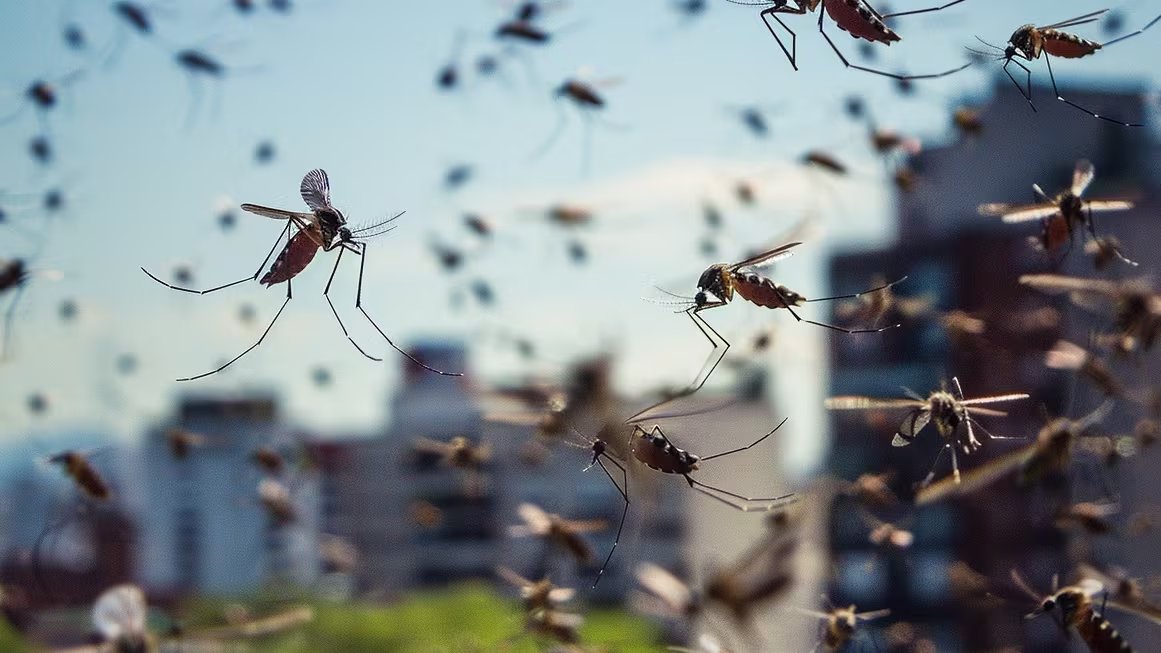 El estudio revela que los mosquitos pueden modificar su comportamiento y desafiar los métodos convencionales de prevención de enfermedades (Imagen Ilustrativa Infobae)