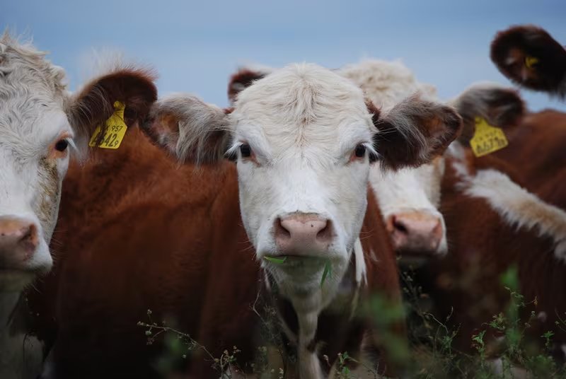 La investigación aporta valor al vínculo con el animal (INTA)