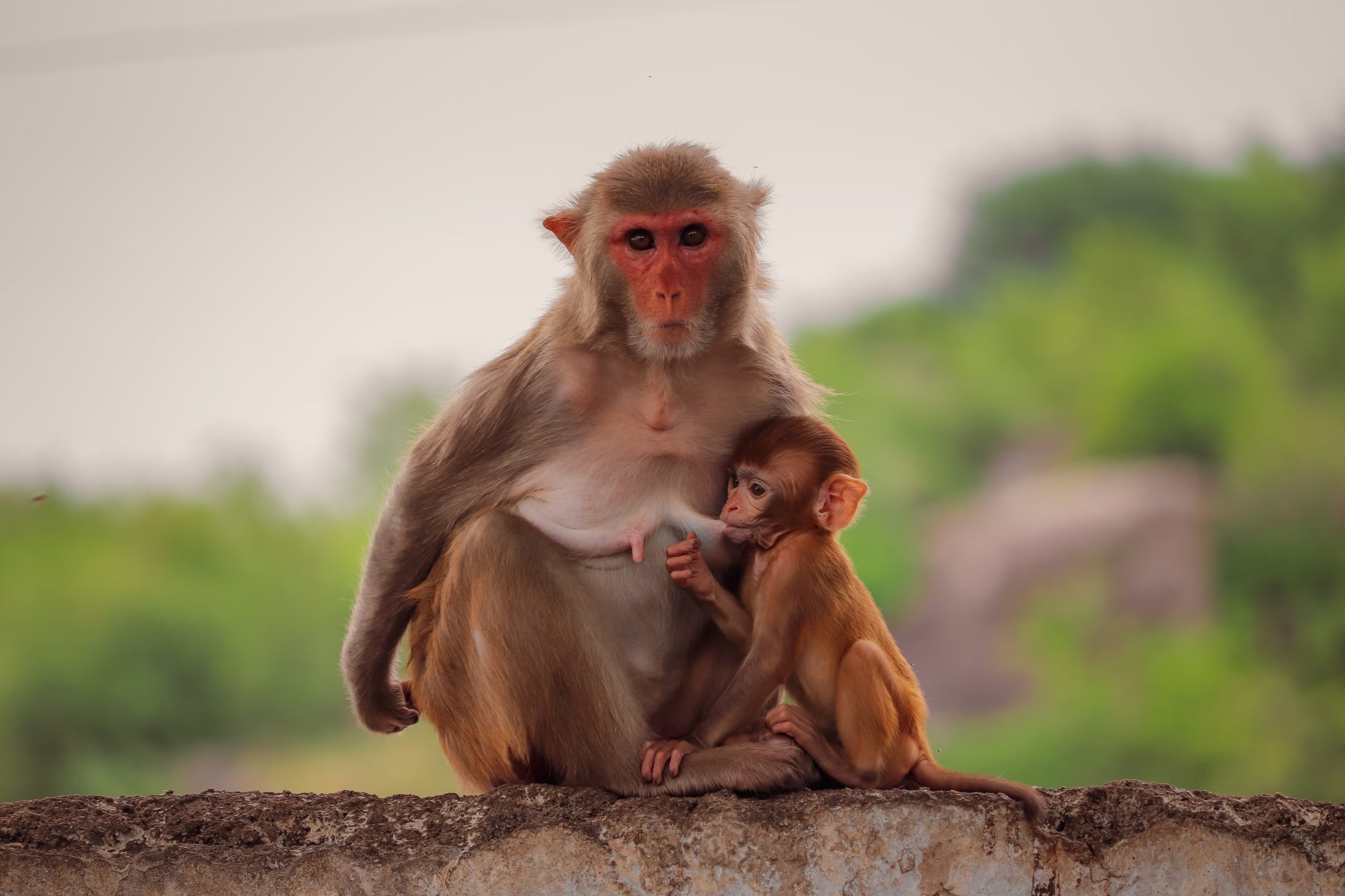 Una hembra de macaco amamantando a su cría (Freepik)