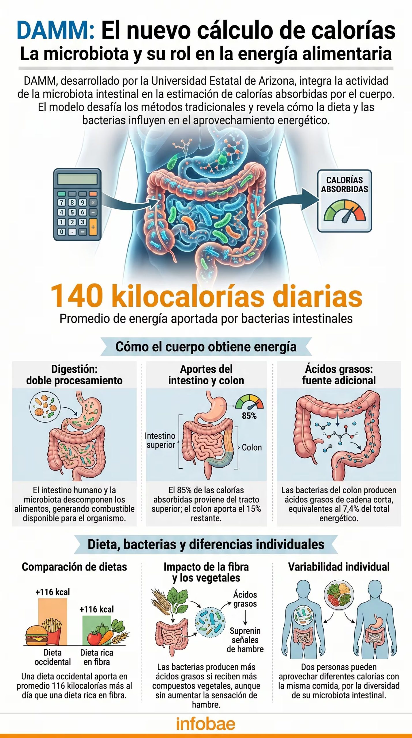 Investigadores de la Universidad Estatal de Arizona vinculan la actividad bacteriana del colon con el 7,4% del total energético disponible (Imagen Ilustrativa Infobae)