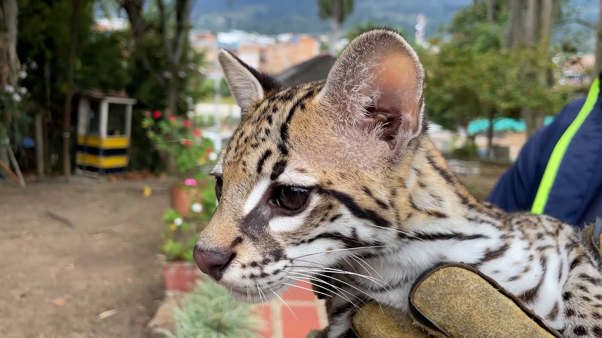 El pequeño animal tuvo un proceso de rehabilitación antes de ser liberado - crédito CAR Cundinamarca