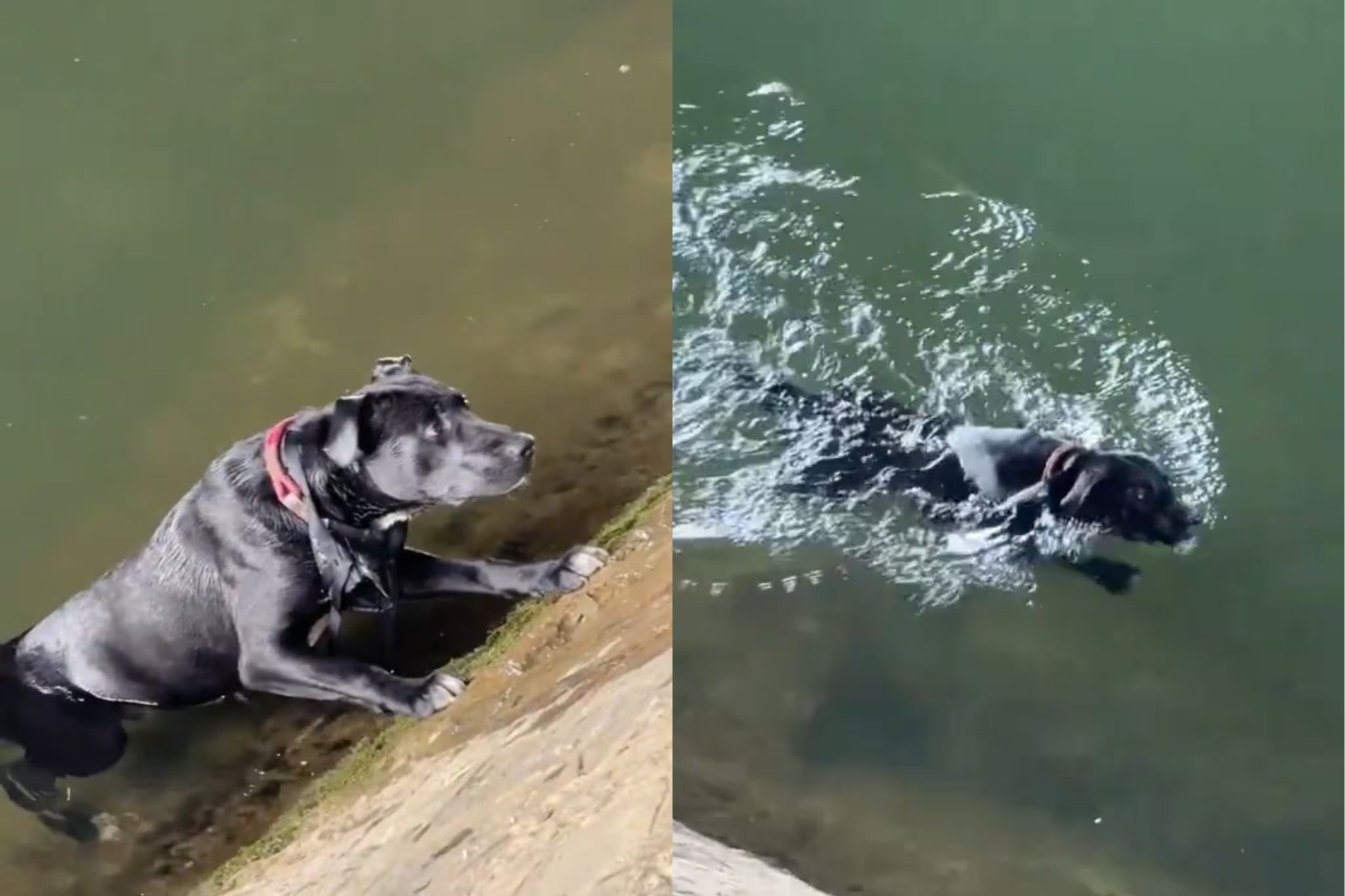Un perro cae al Sena (París). (Redes sociales)