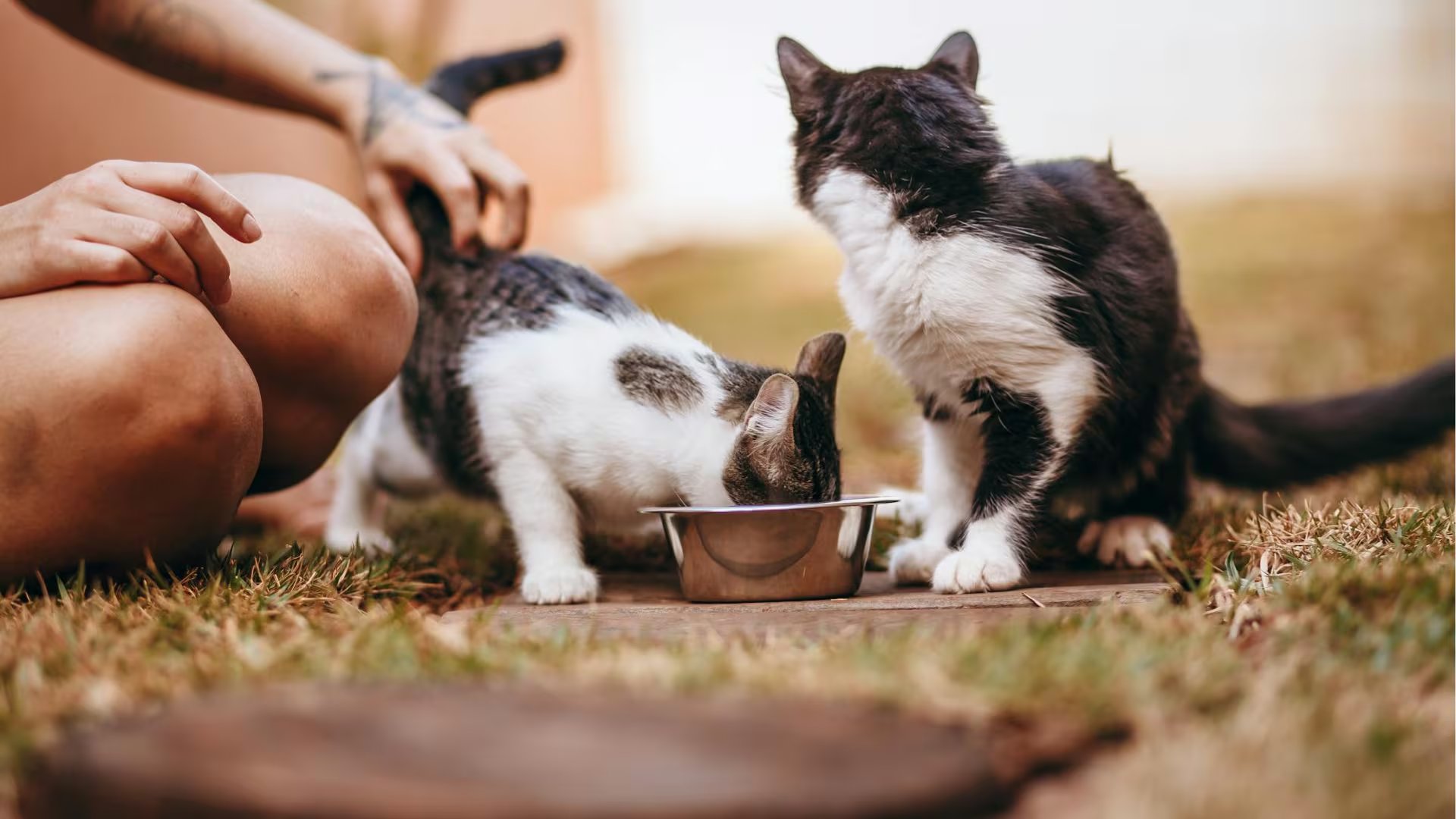 El día a día en Grecia para cuidar a los gatos. (Foto: Royal Canin)
