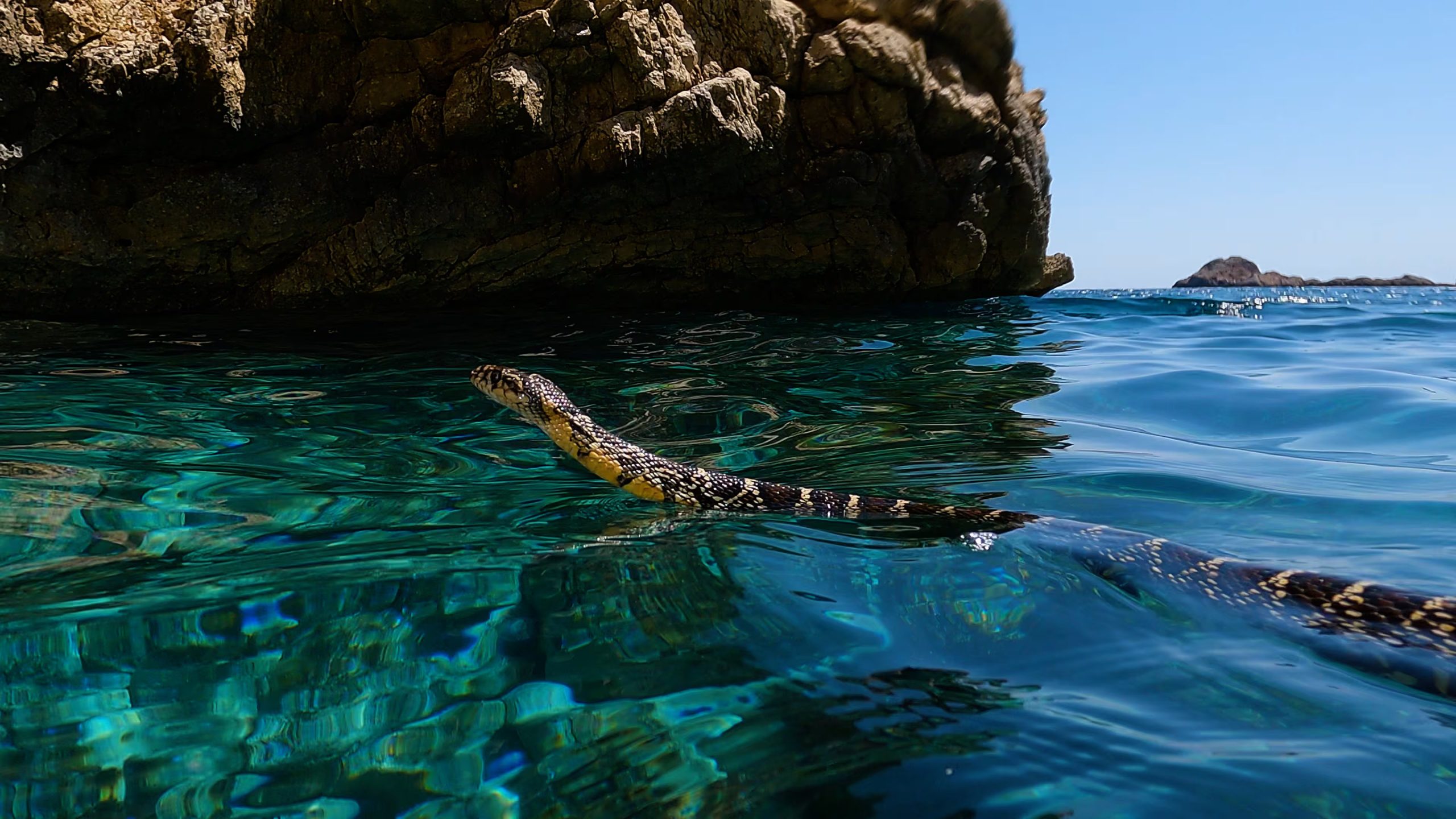 Culebra de herradura nadando. (Rubén Casas/CREAF)