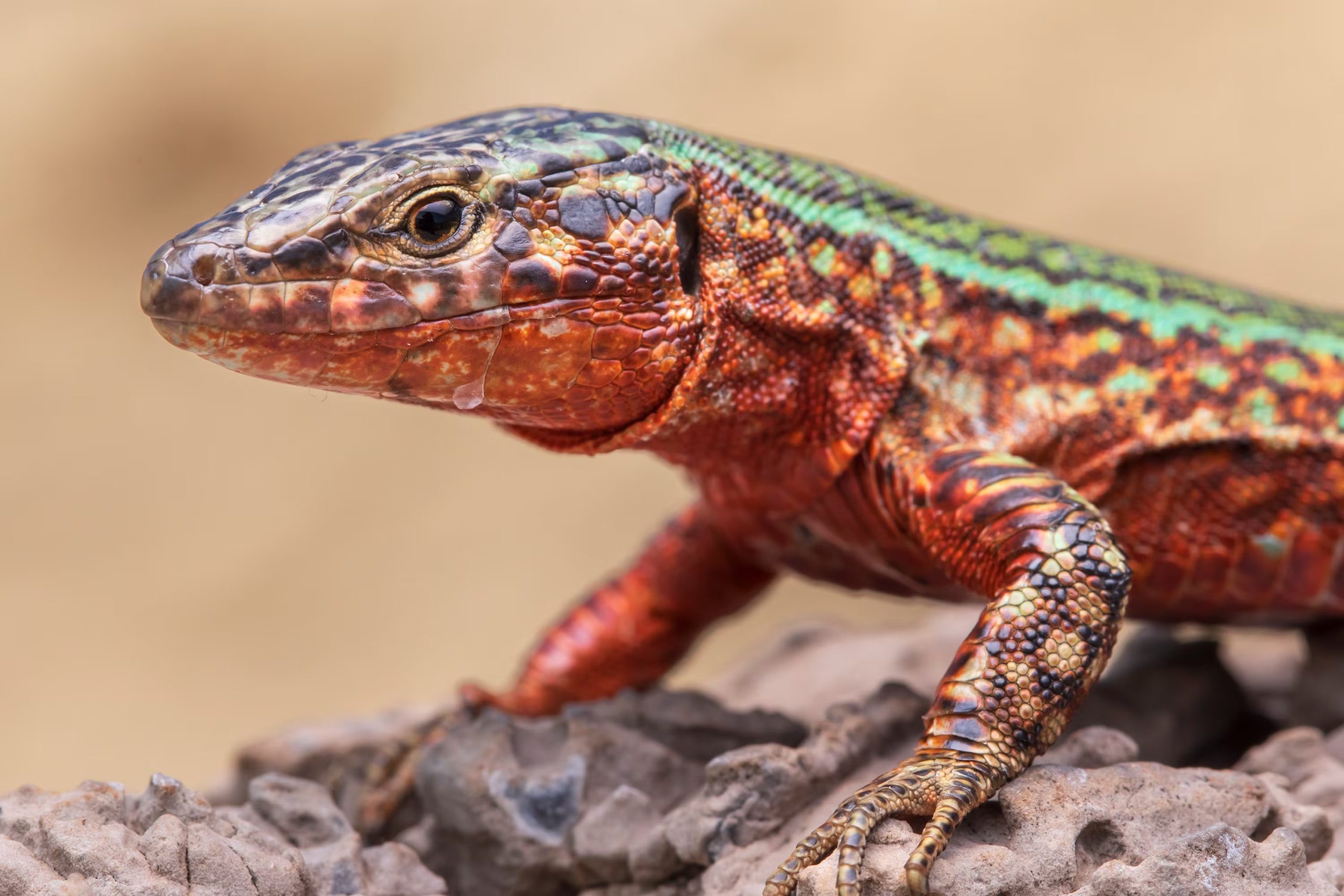 Lagartija de las Pitiusas de la población con una coloración única del islote de Santa Eulària, donde ya está extinta. (Roberto García-Roa/CREAF)