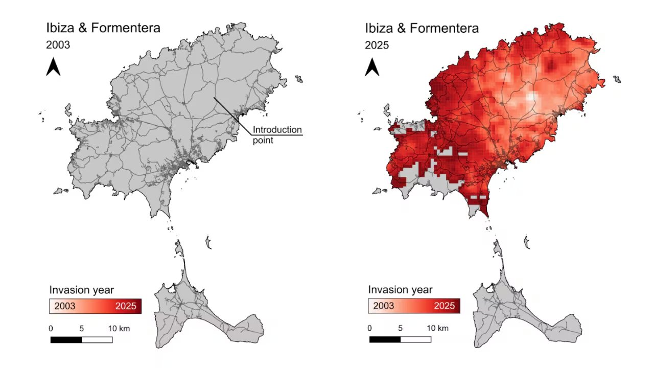 Mapas de la expansión de la culebra de herradura. (Guillem Casbas, Marc Vez-Garzón y Oriol Lapiedra/CREAF)